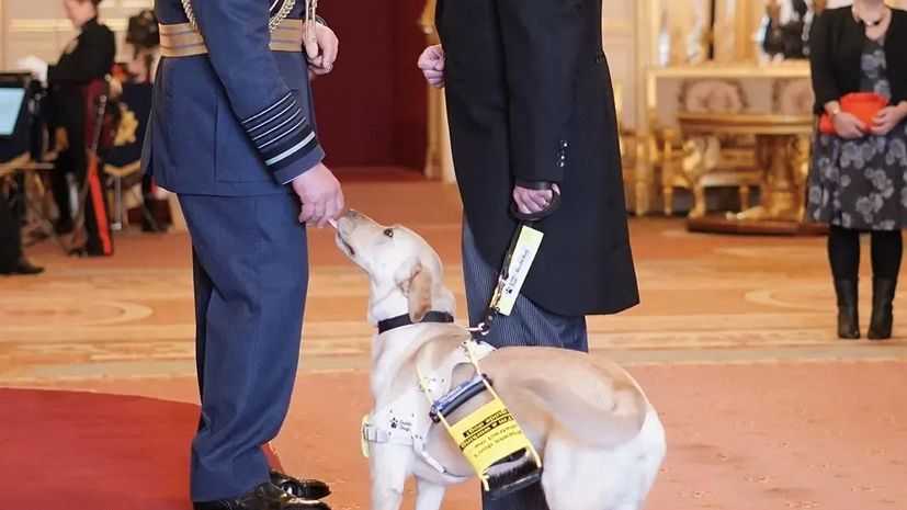 Guide Dog Stamp licking King Charles' hand while Guide Dog Owner, Ben, receives an MBE.
