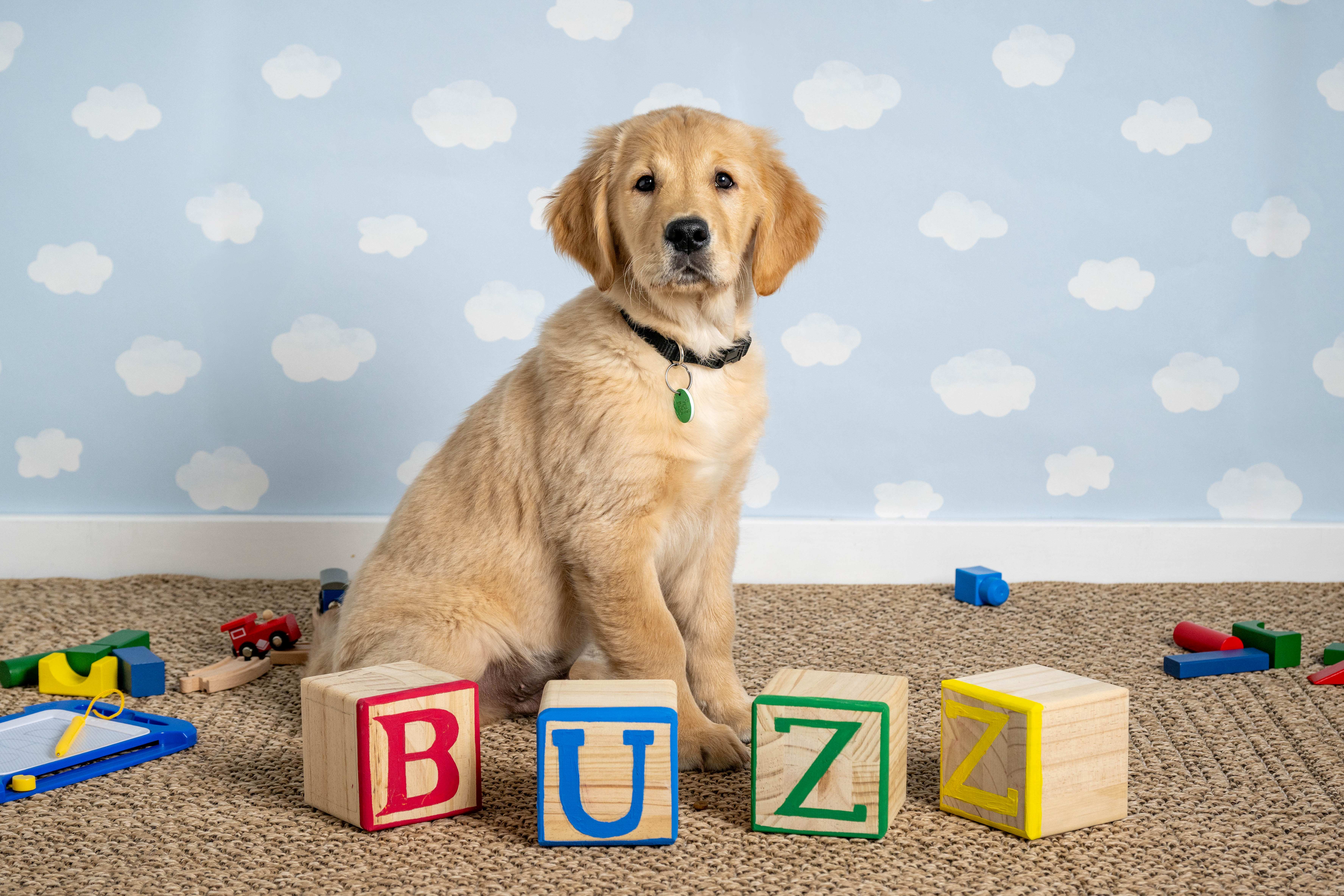 Golden retriever puppy Buzz sits behind colourful toy blocks that spell out his name. Behind him is blue sky and clouds wallpaper.