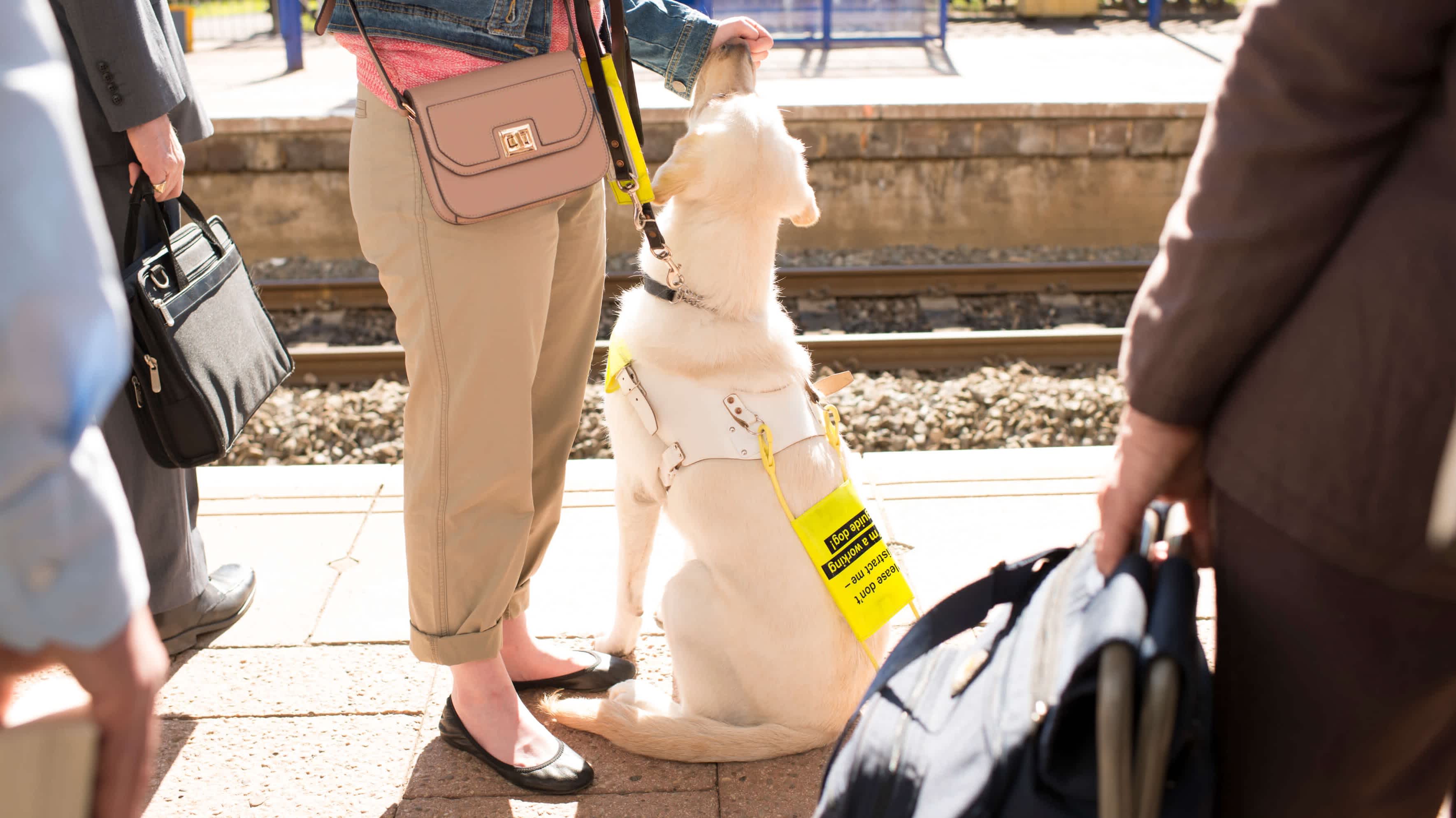 A yellow guide dog sits on a sunny train station platform surrounded by other passengers. The owner feeds the dog a treat.