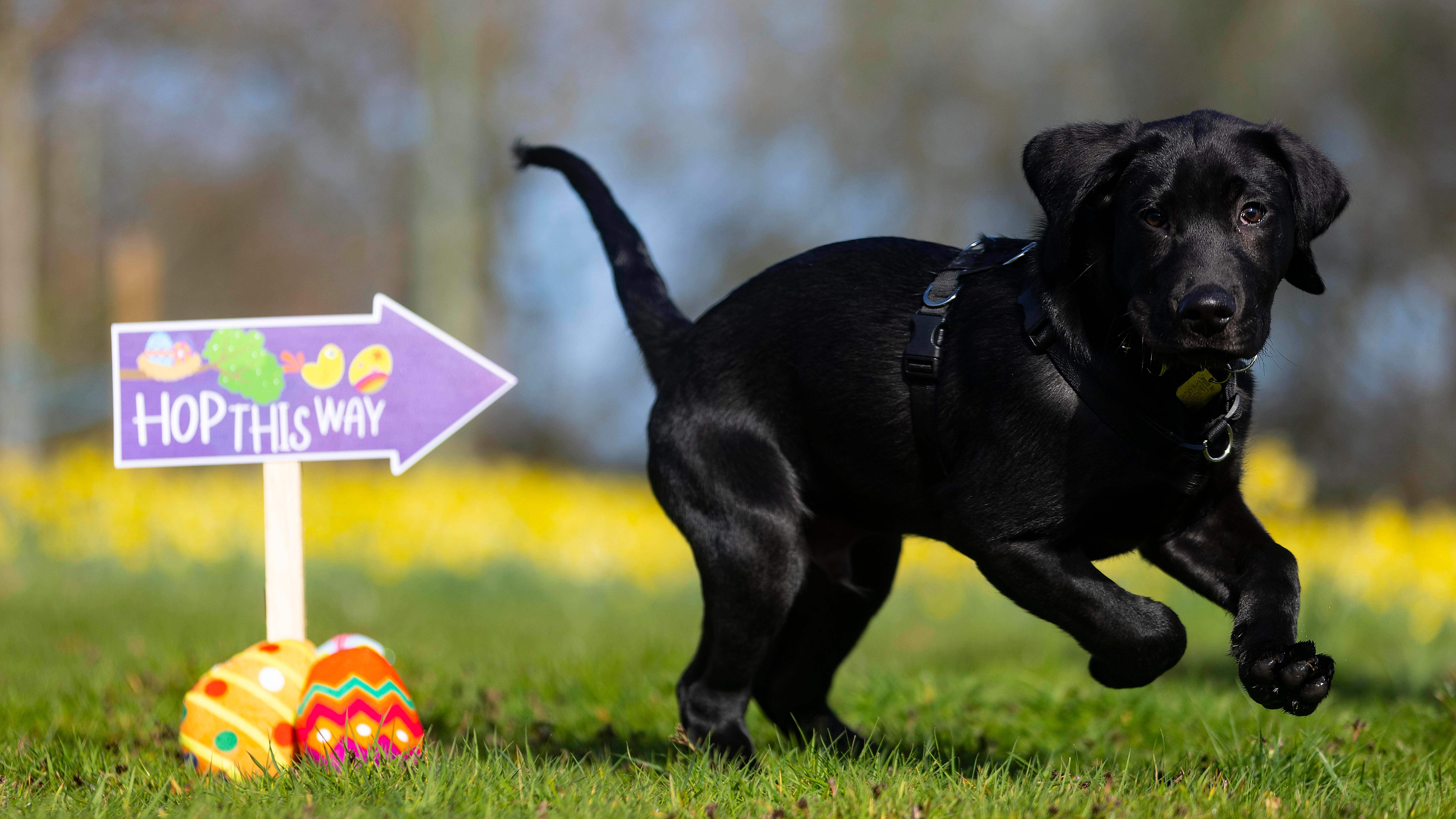 Black Labrador guide dog puppy Joshua takes part in Easter egg hunt, jumping and looking at the camera. He is next to a purple sign that says 'Hop this way' which has cuddly toy eggs around it