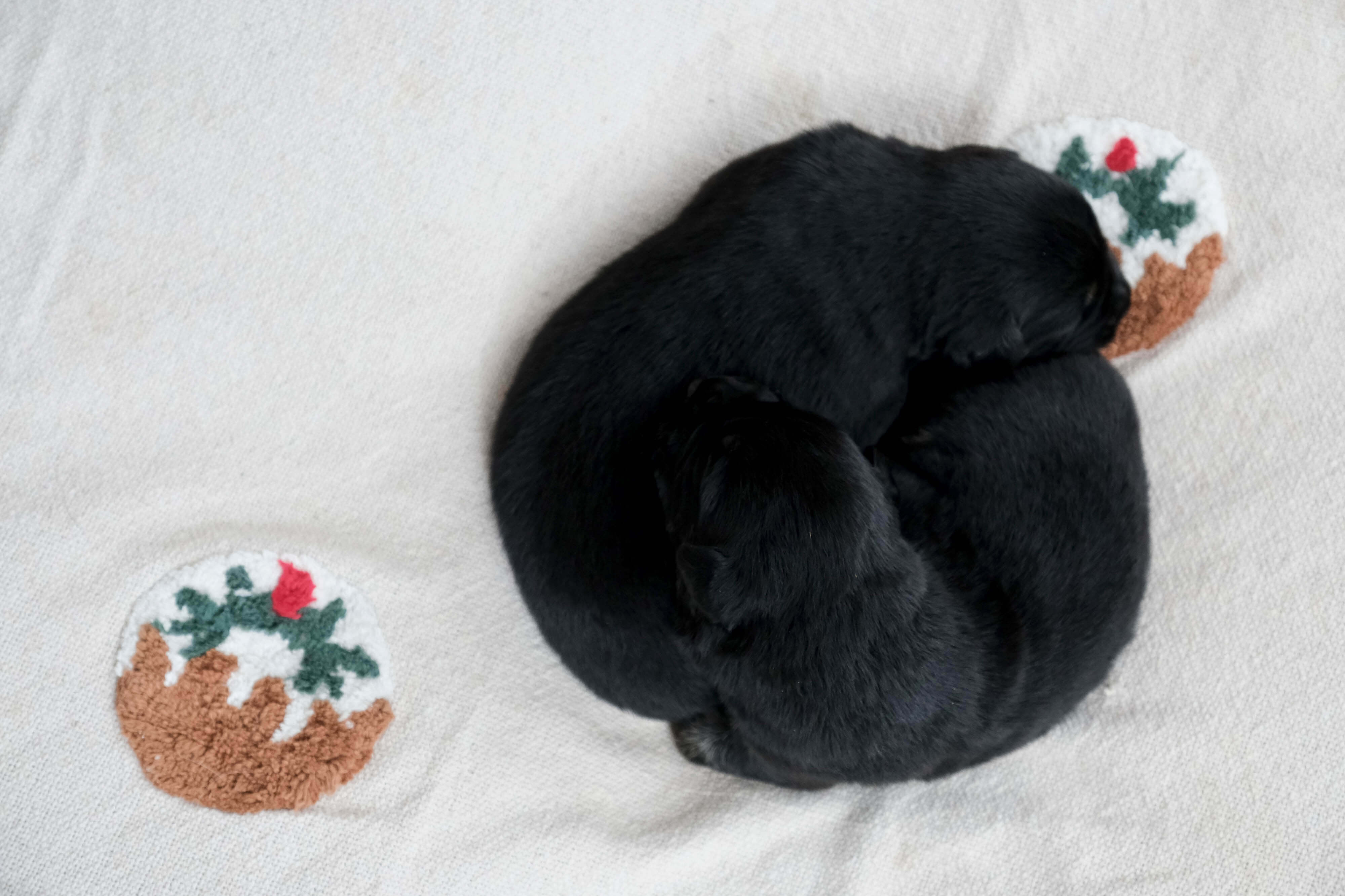 Two black puppies curl together on a cream blanket decorated with Christmas puddings