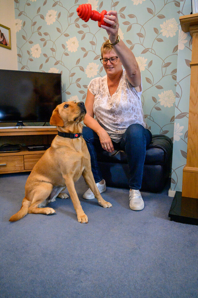 Volunteer fosterer Gillian is sat in her living room with her arm raised holding a dog toy as guide dog in training Margo sits under her hand looking up towards the toy.