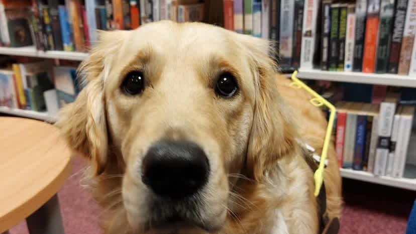 Trainee guide dog stands in a library in harness. The dog is a golden retriever. 