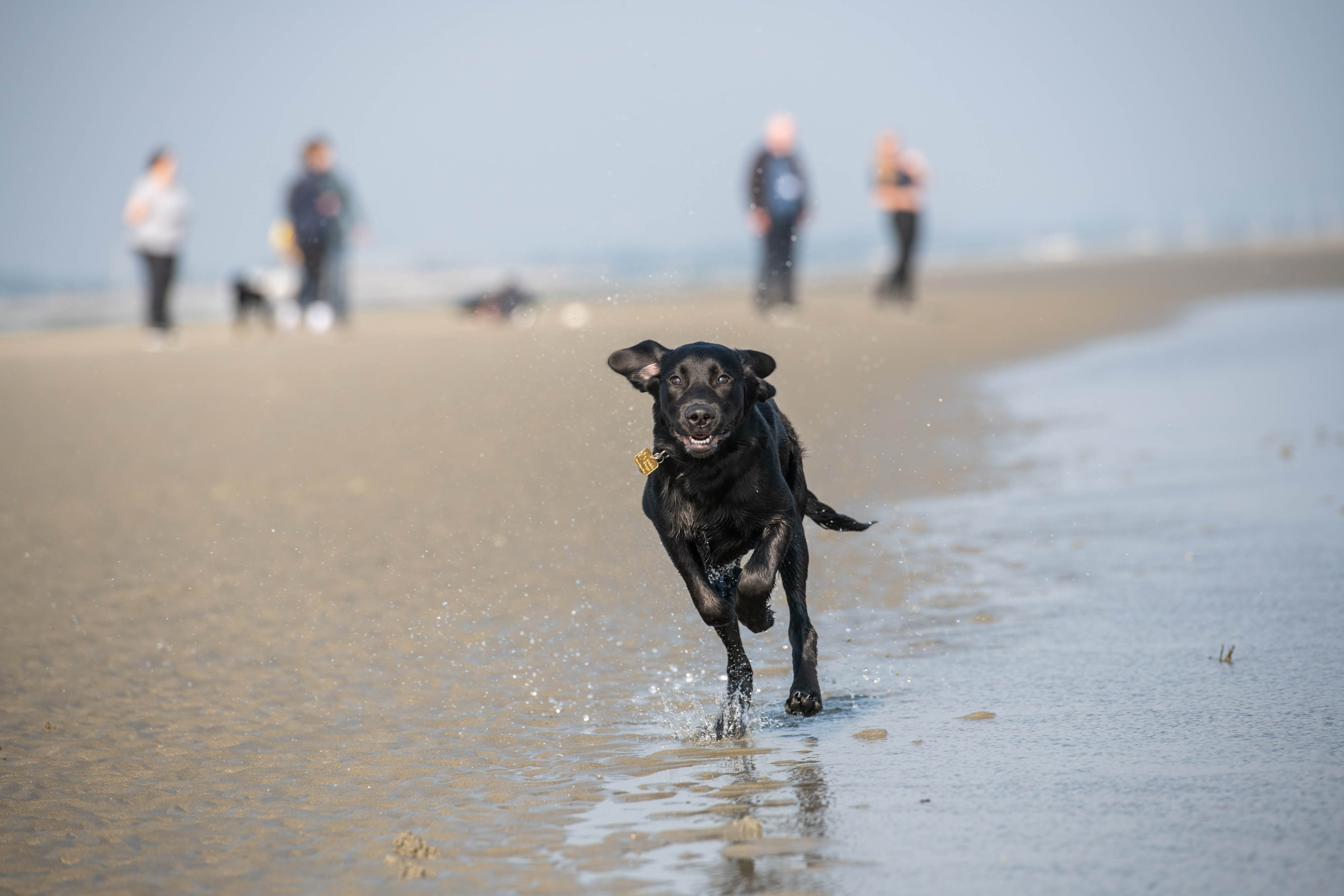  A black Labrador runs on the beach where the sand meets the water looking very happy towards the camera.