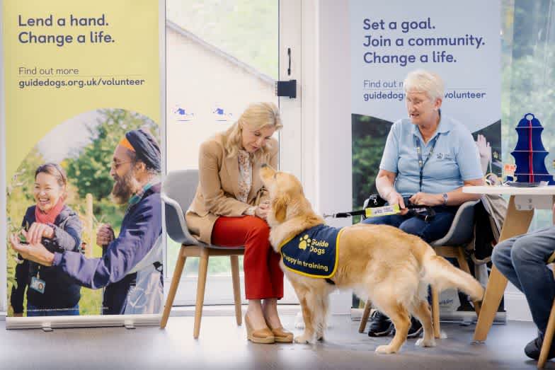Our patron, the Duchess of Edinburgh , sits with a Guide Dogs volunteer and meets a golden retriever wearing a 'puppy in training' jacket.