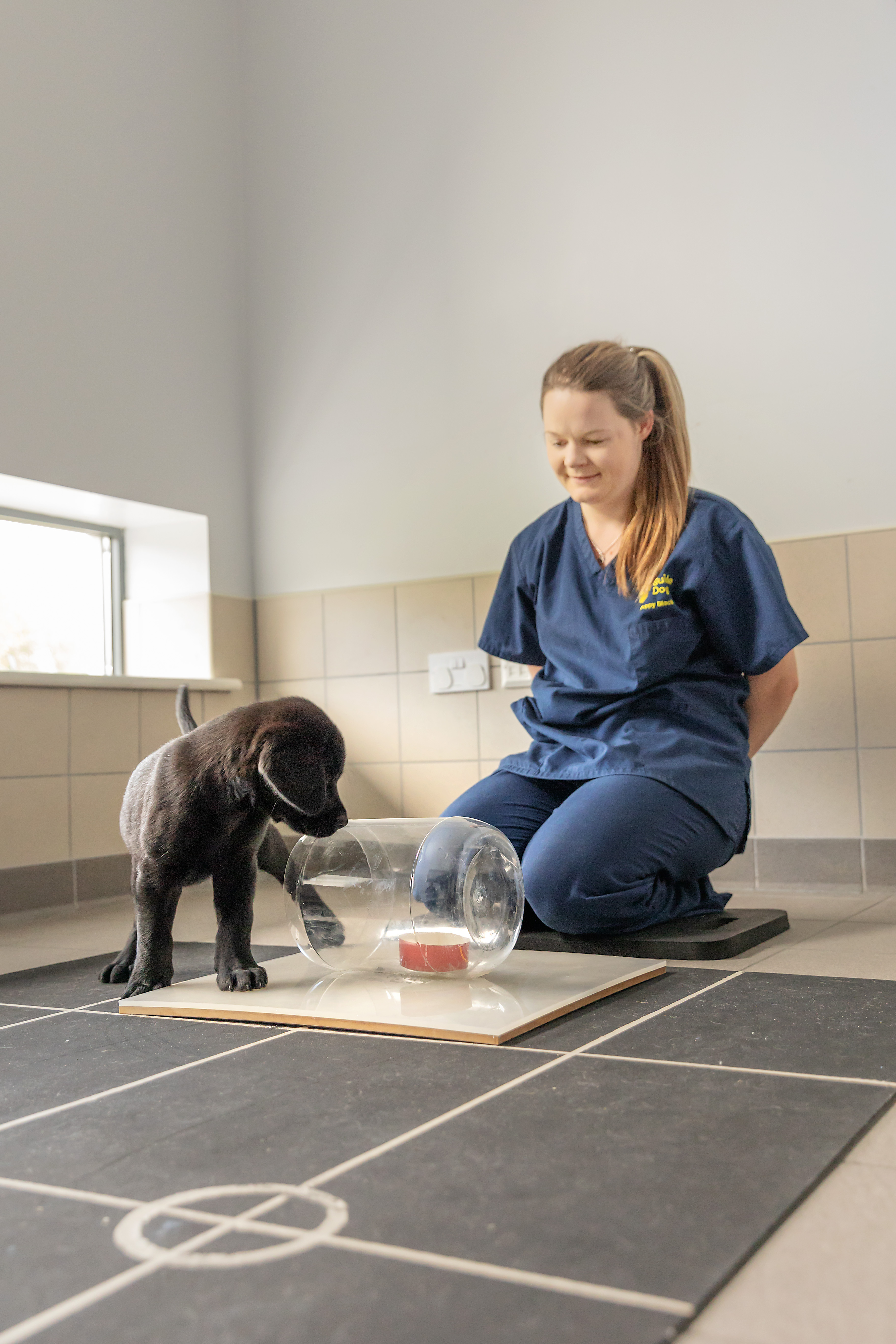 Becky Hunt kneels on the floor while a black labrador puppy takes part in a puppy cognition puzzle. The puzzle consists of a red toy inside a clear plastic jar.