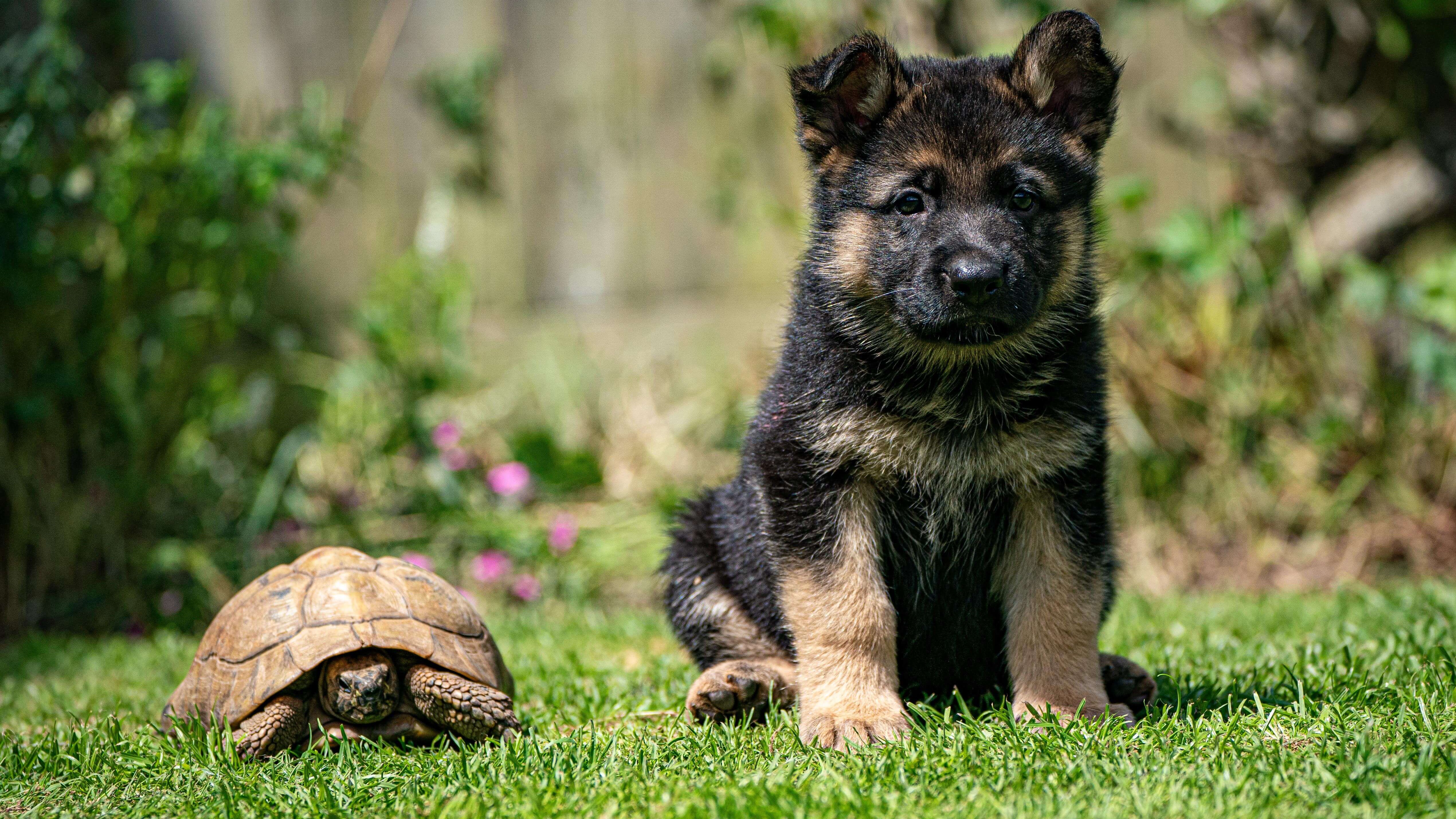 A six-week-old German shepherd puppy sits on a lawn next to a small brown tortoise