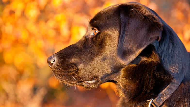 A Guide Dogs black Labrador with autumnal trees behind