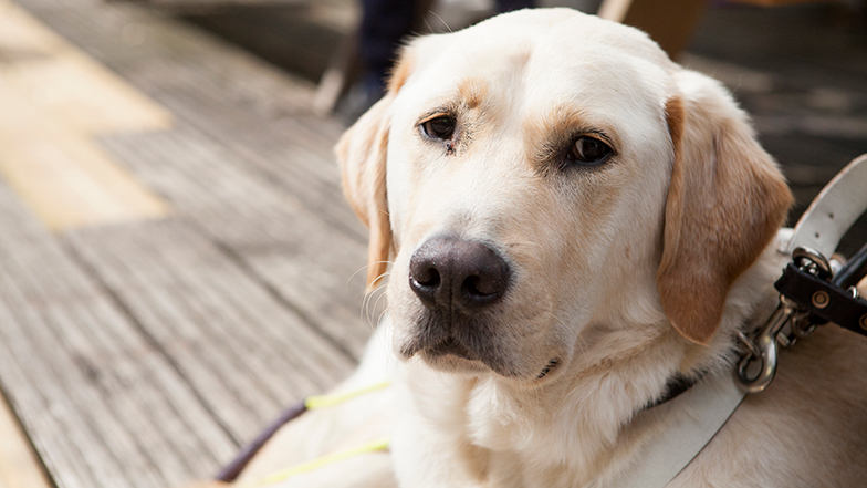 Guide Dog's Labrador lying on some decking looking at the camera