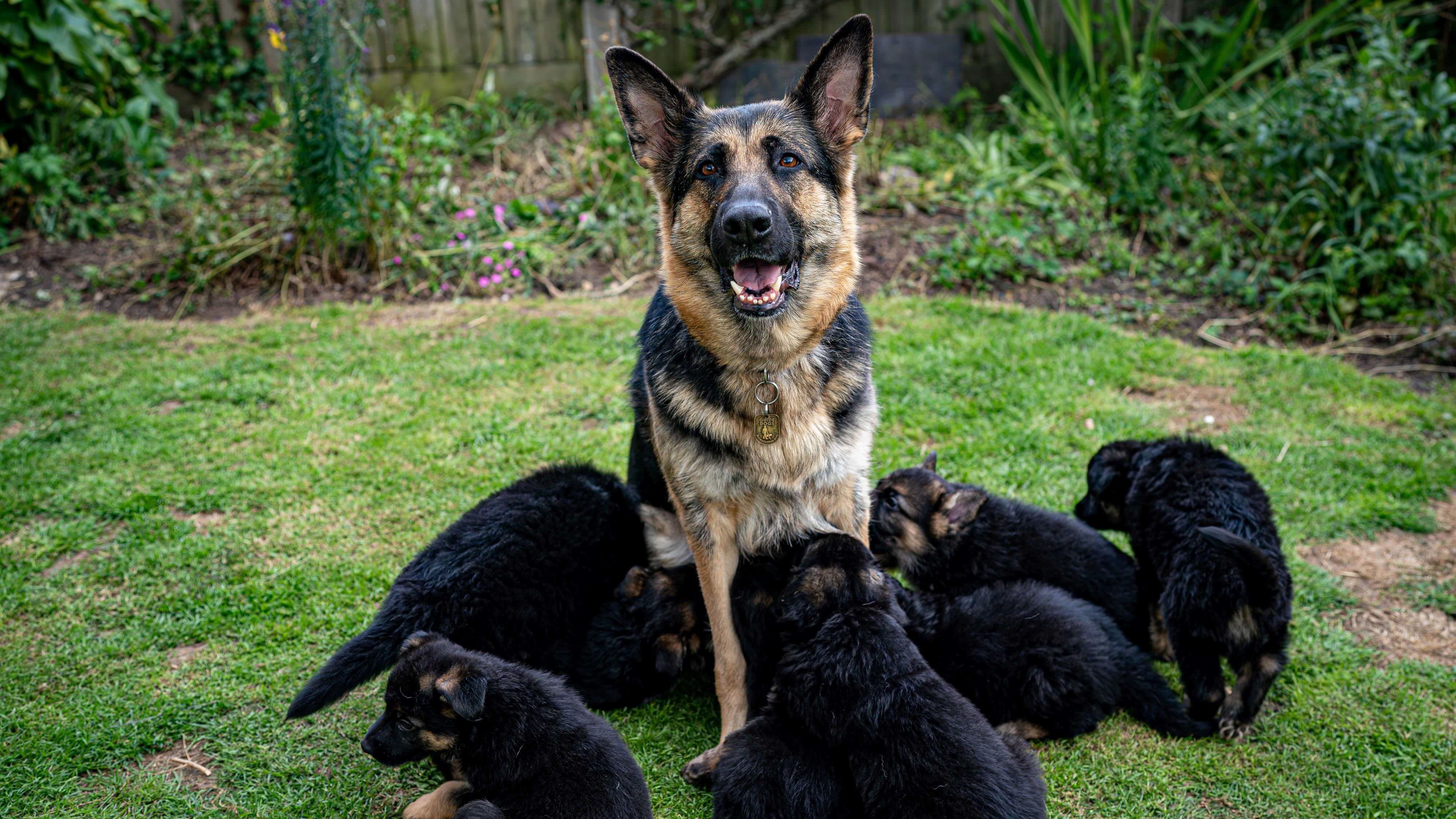 German shepherd guide dog mum Unity with her six-week-old litter huddled around her in the garden.