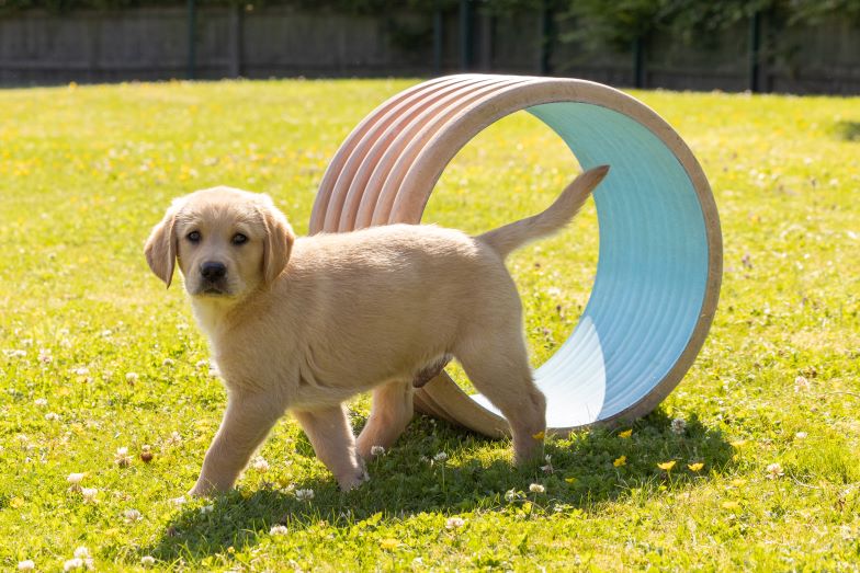 Buttons, a yellow golden retriever/Labrador puppy, walks past a toy tube while outside on the grass in the sunshine.