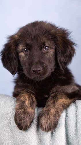 A very fluffy puppy leans over a blanket with his front paws visible. The puppy is a Labrador/German shepherd cross. He looks like a very fluffy Labrador with black and brown fur.