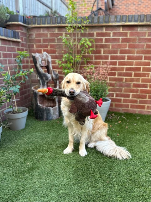 Guide dog Misty sits in the garden with an oversized rooster toy in her mouth