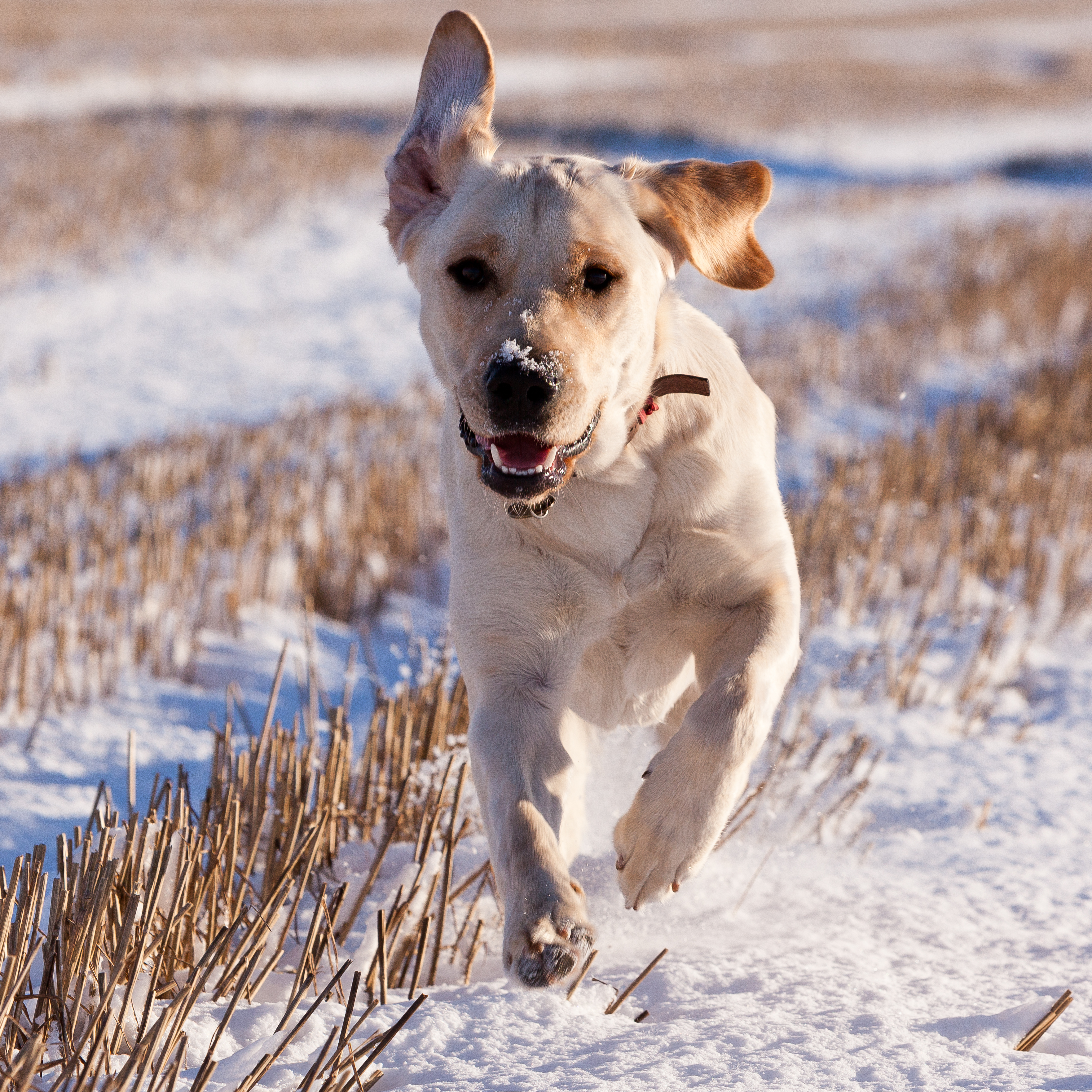 A yellow Labrador guide dog runs across a snowy field towards the camera