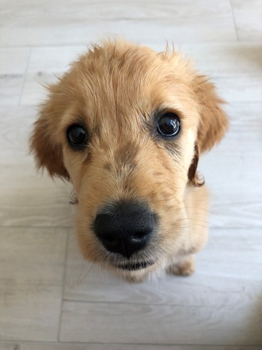 A fluffy, slightly dirty golden retriever puppy looks up at the camera. He has smudges of dirt around his nose and eyes and his fur sticks up on his head. He looks up at the camera so that his body is hidden by his head and nose.