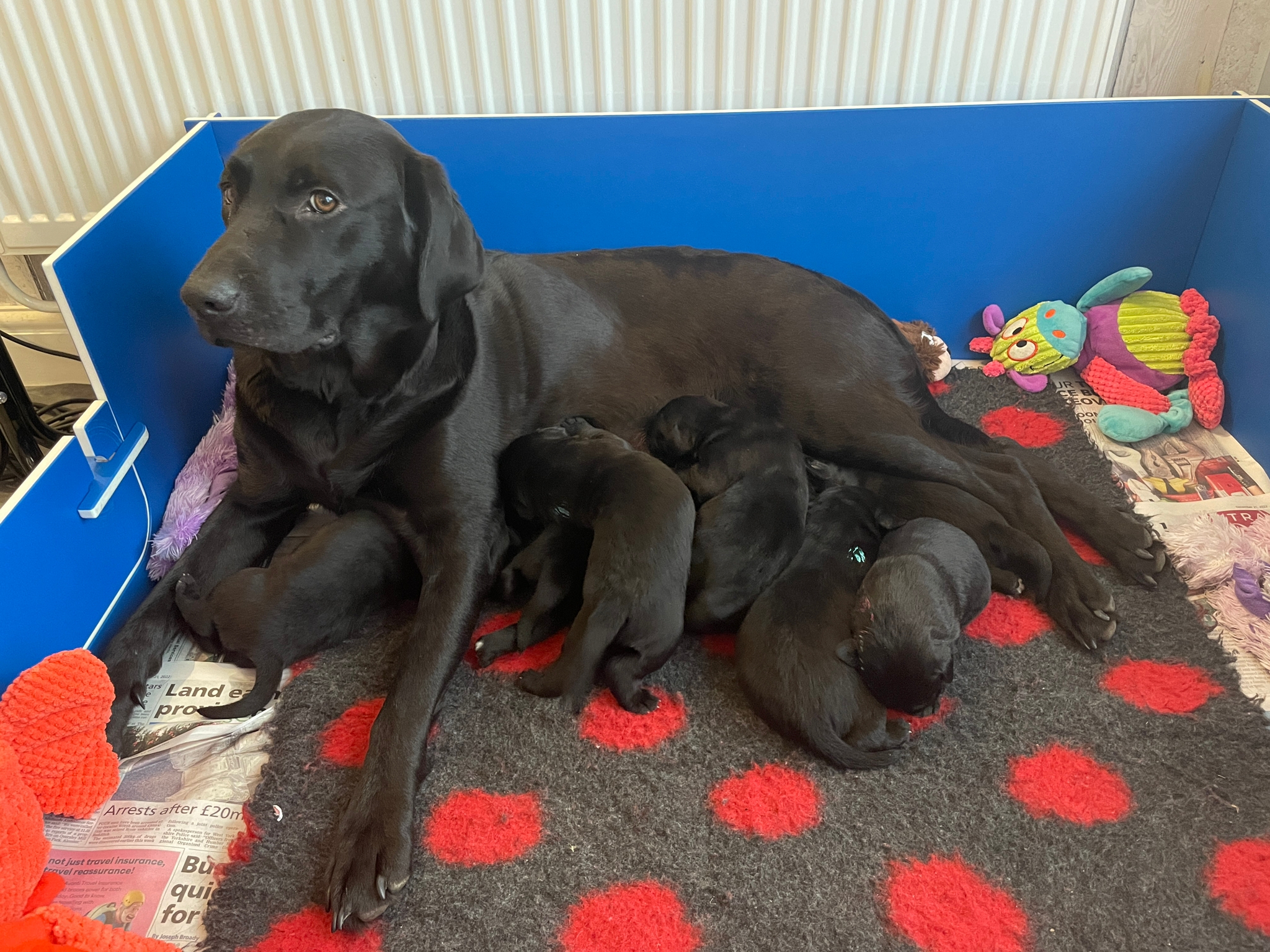 Kim, a black labrador guide dog mum, lays in a blue pen with her litter of newborn puppies.