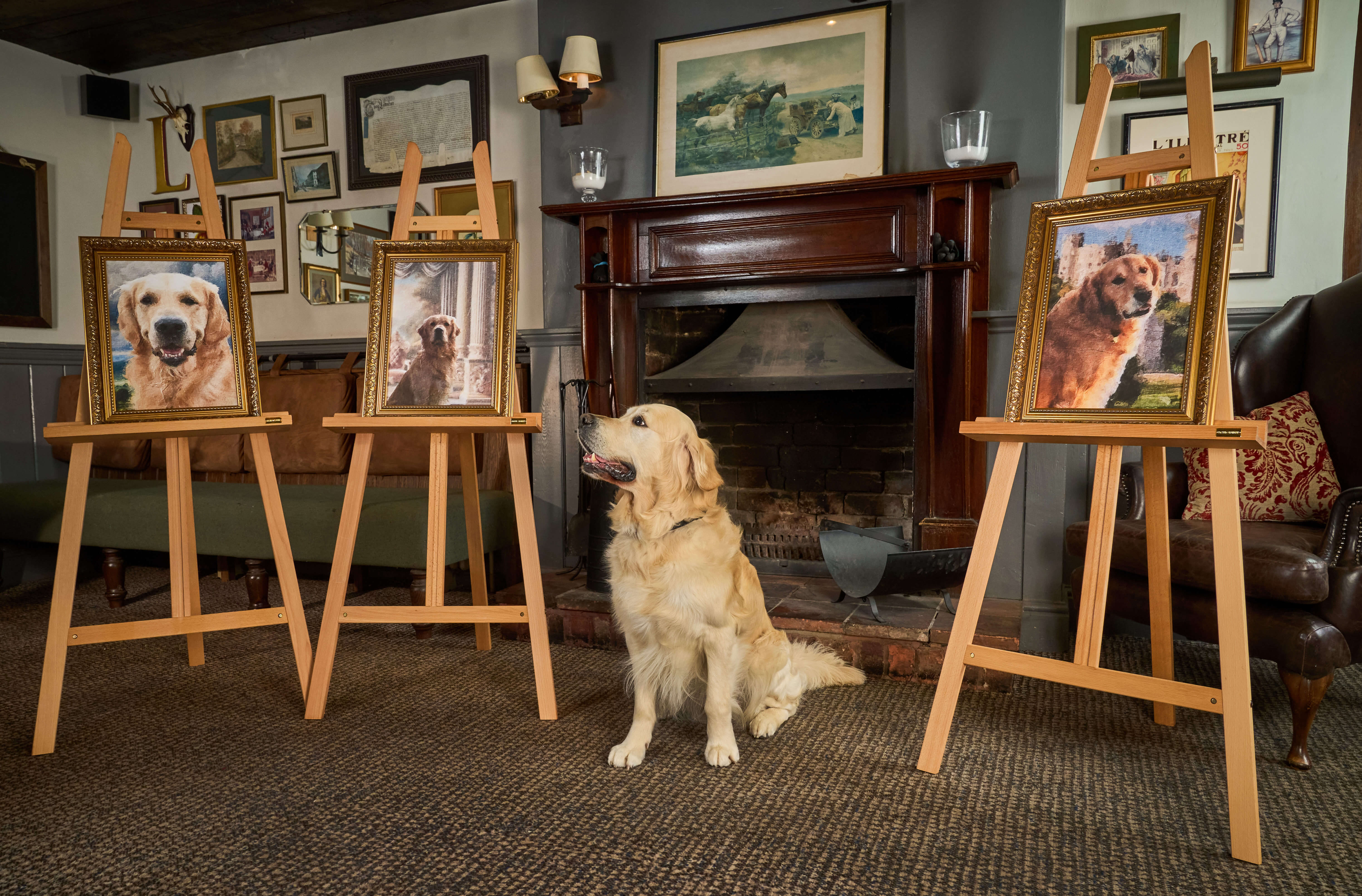 Golden retriever Pierre sits in a country house room in front a dark fireplace. He looks to the three family portraits which surround him on easels, of his golden retriever dad, grandfather and great grandfather. 