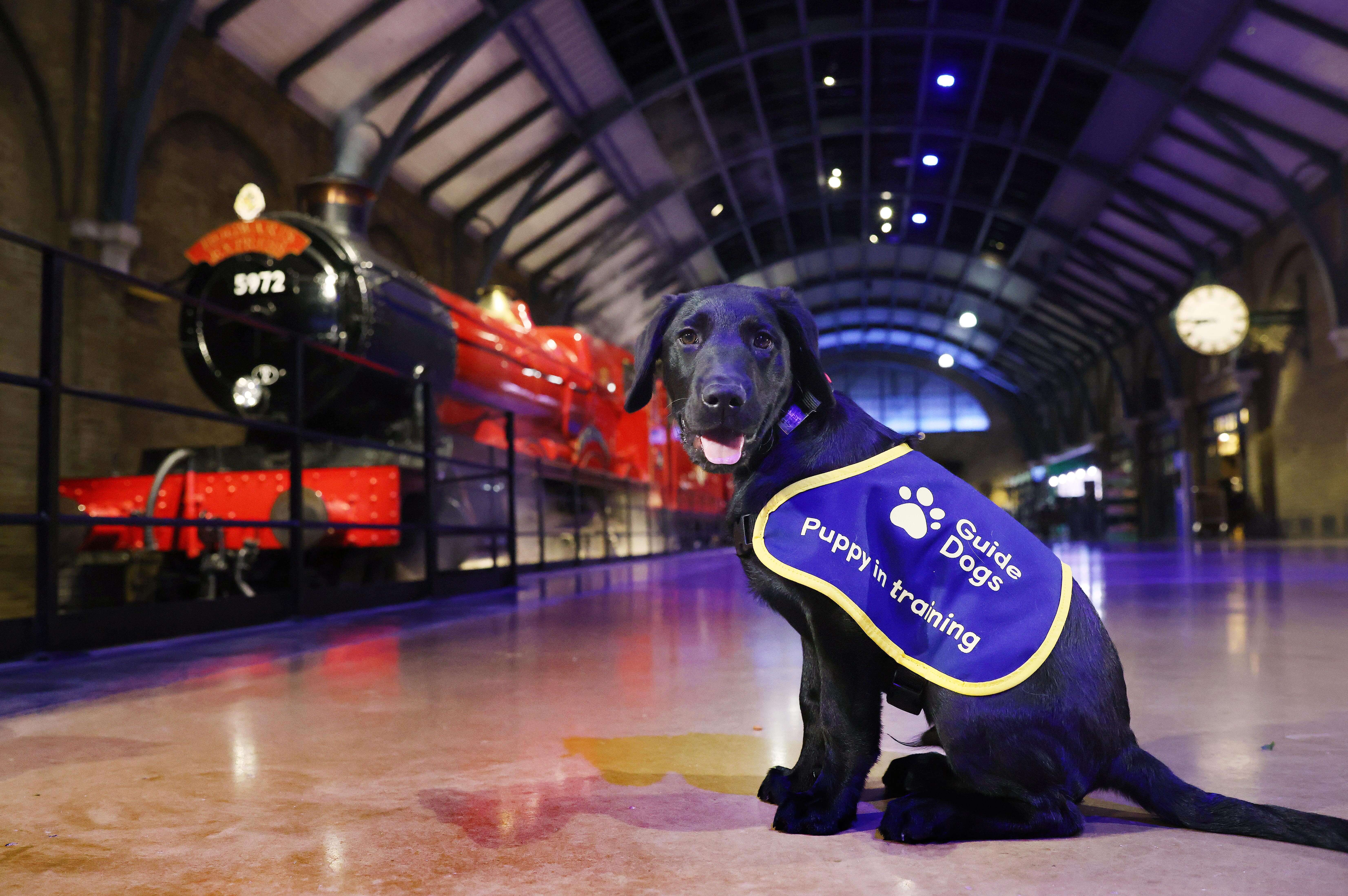 14-week-old black Labrador Puppy Harry sat in front of the red and black Hogwarts Express steam train