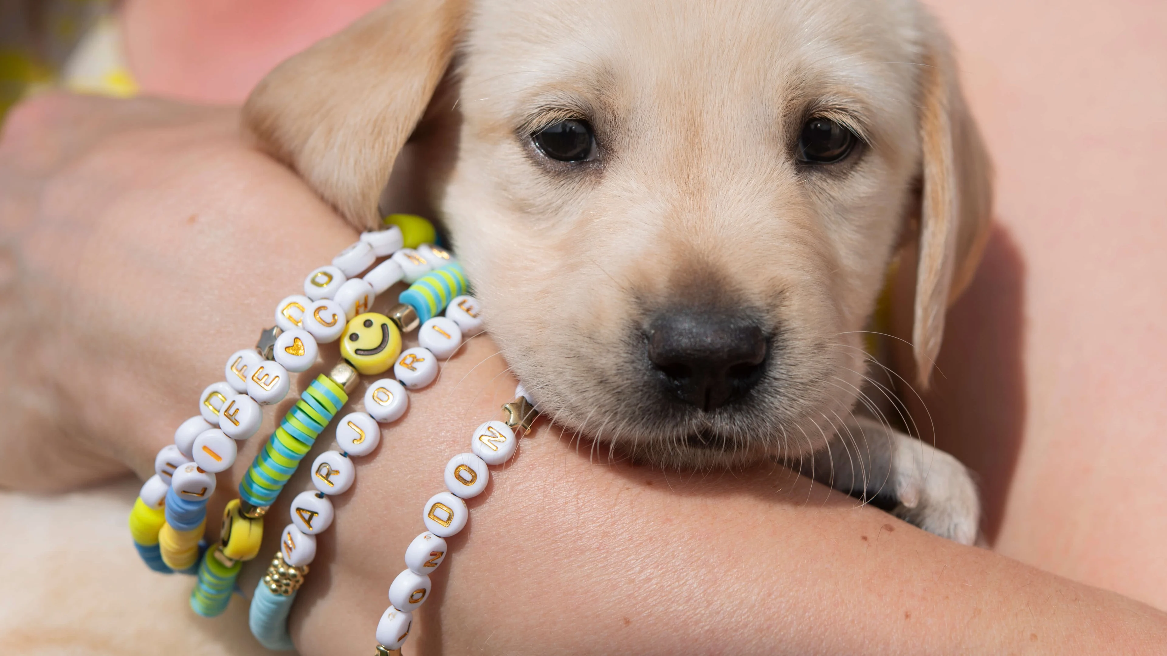 Five-week-old yellow puppy Marjorie is held close up, by a wrist full of bright friendship bracelets which spell out words including 'guide dog' and 'London Boy'