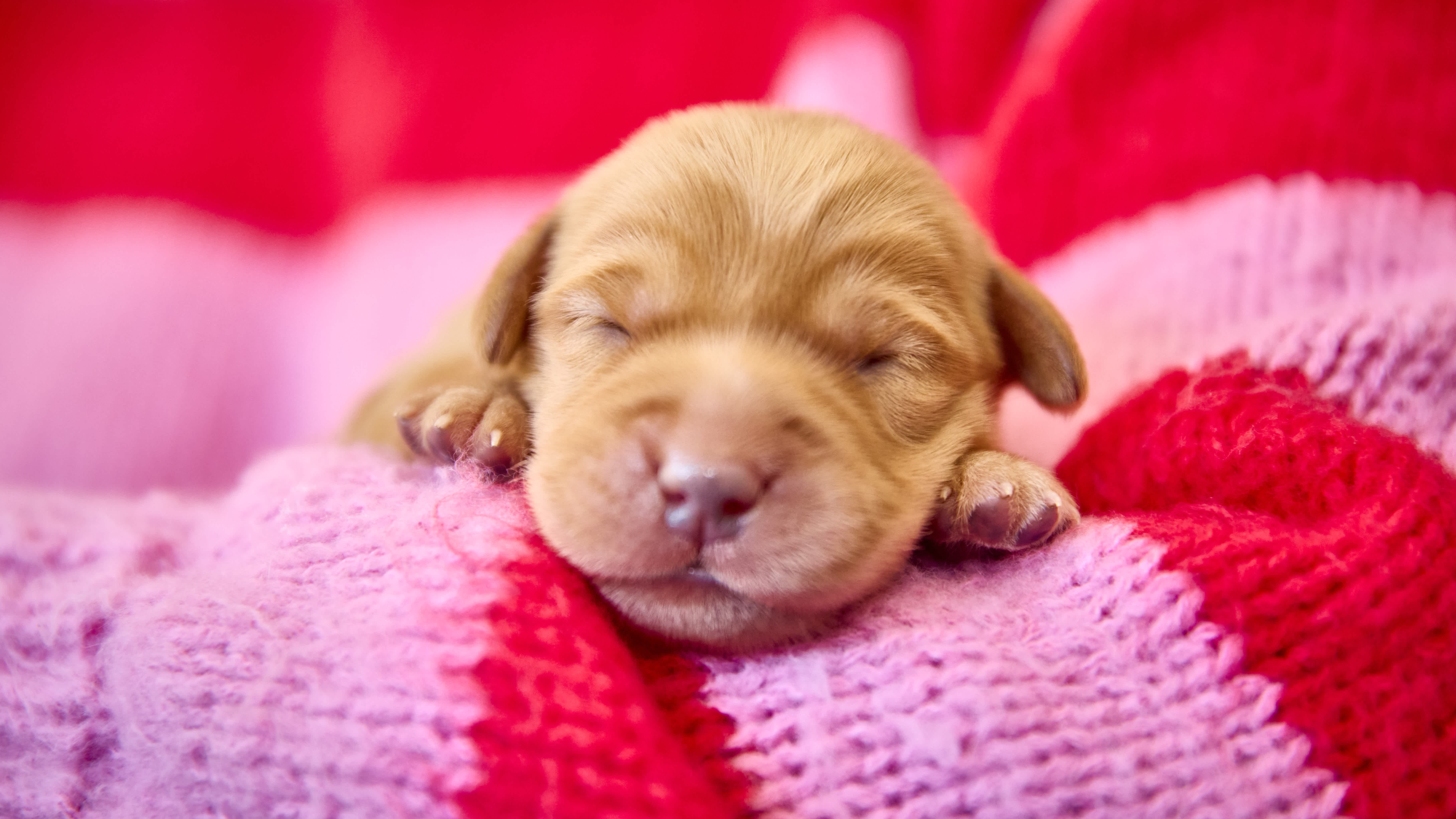 A close-up on the face of a one-week-old dark yellow guide dog puppy, held in the arm of someone wearing a bright pink and red striped jumper