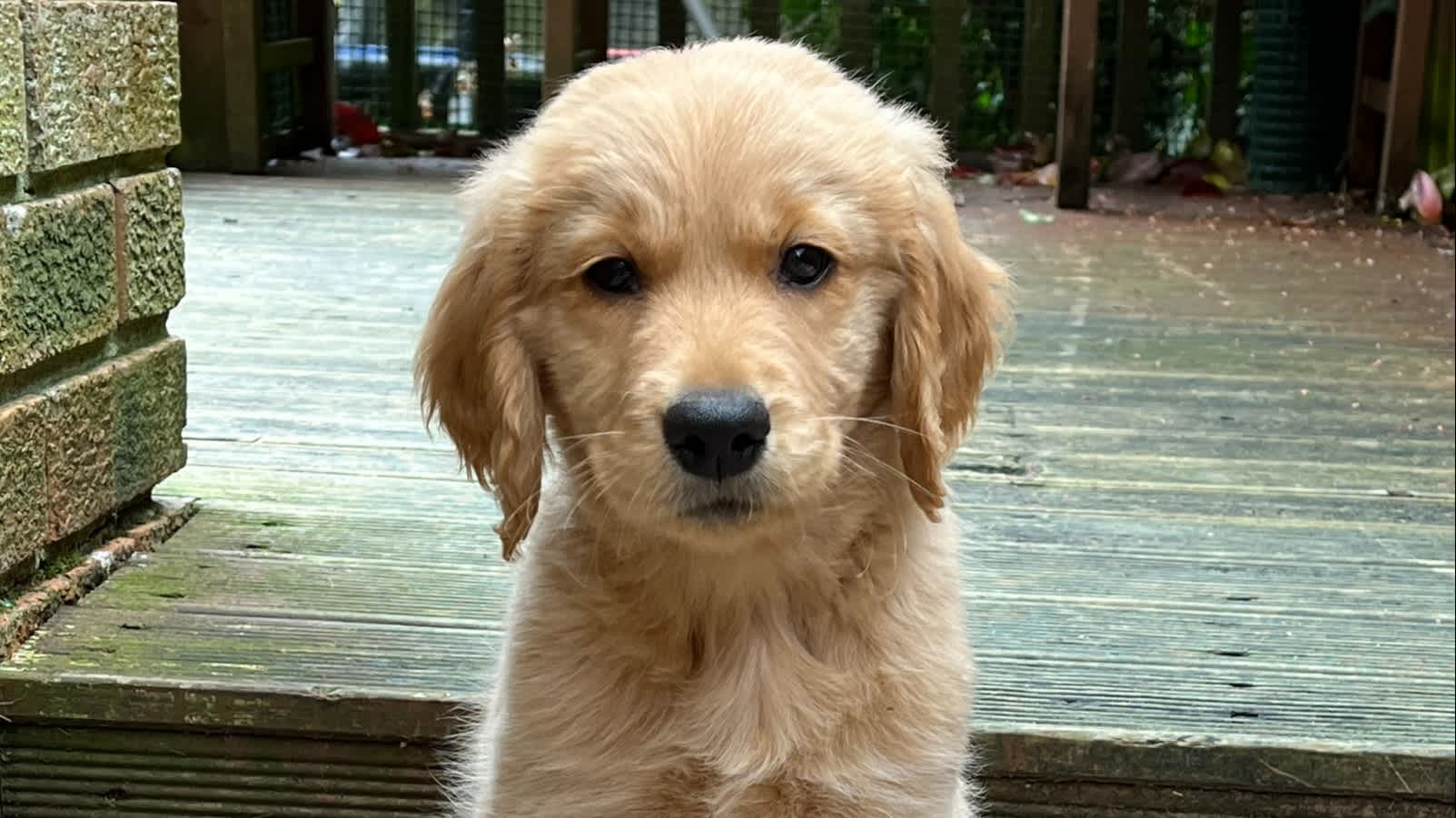 A  golden retriever puppy sits in front of a wooden decking. His ears are slightly damp.