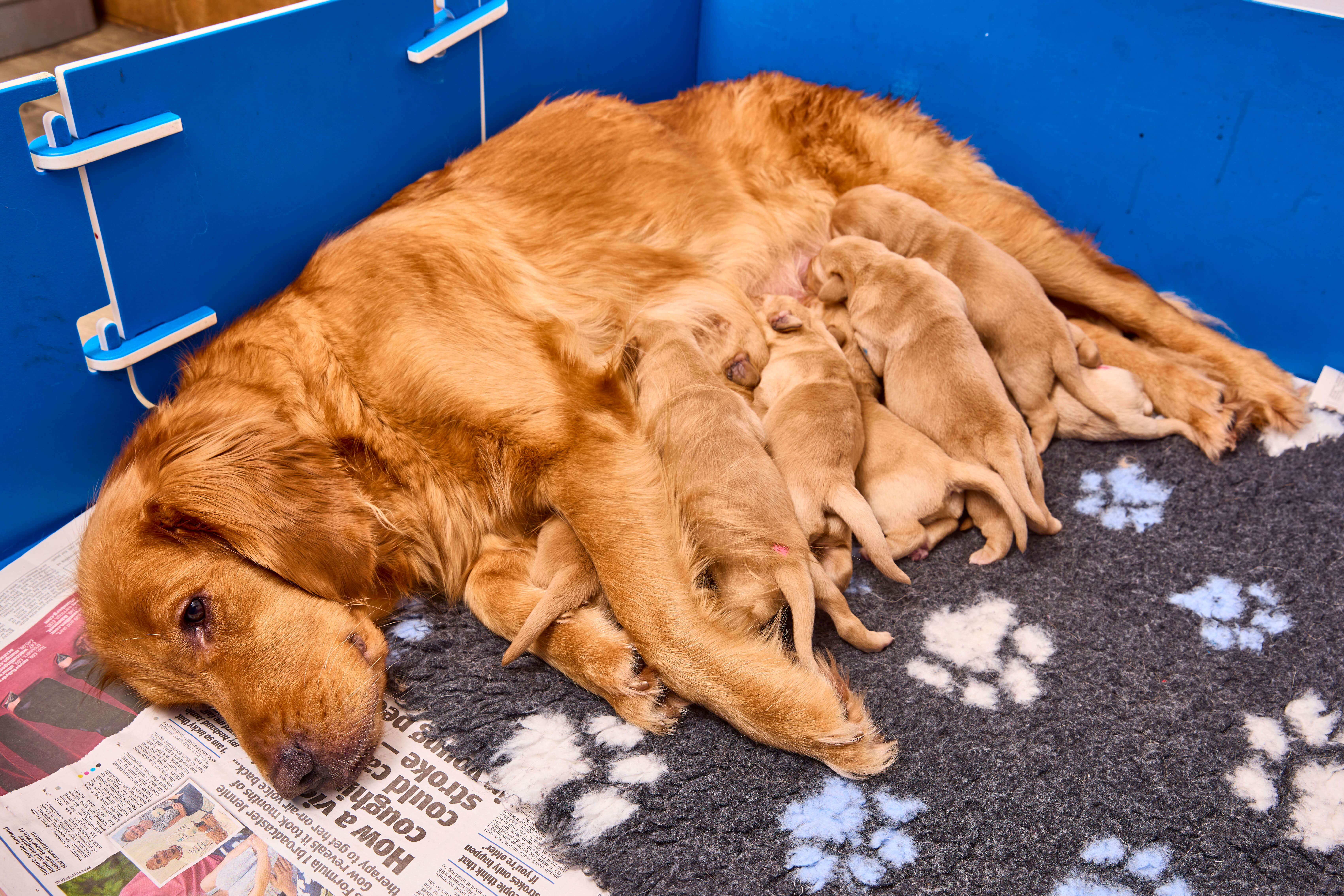 Dark golden retriever mum Rebecca lays in her whelping bed with her 10 1-week-old puppies feeding from her.