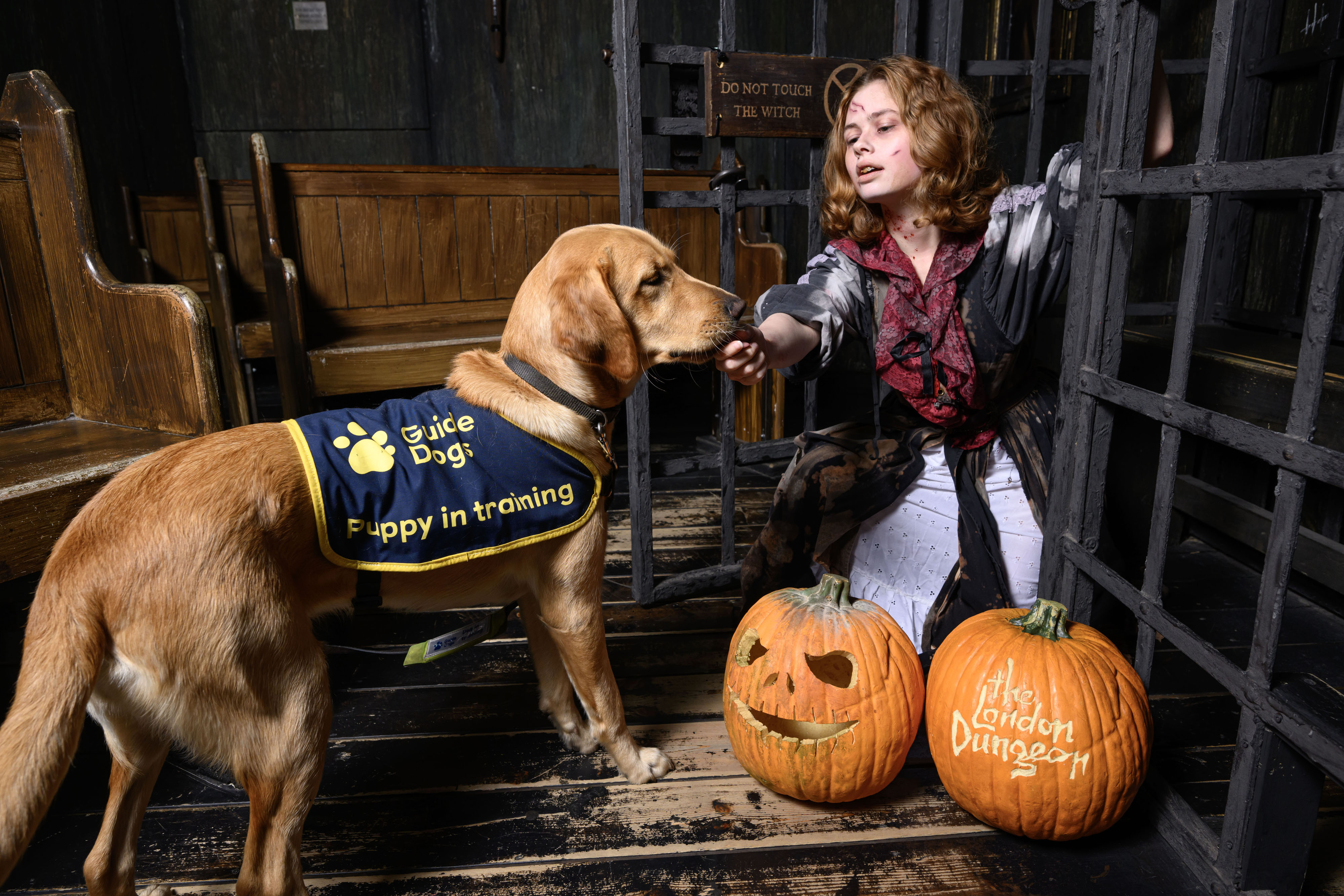 Labrador X Golden Retriever Cleo gives the witch's hand a sniff in the witch's room at The London Dungeon.