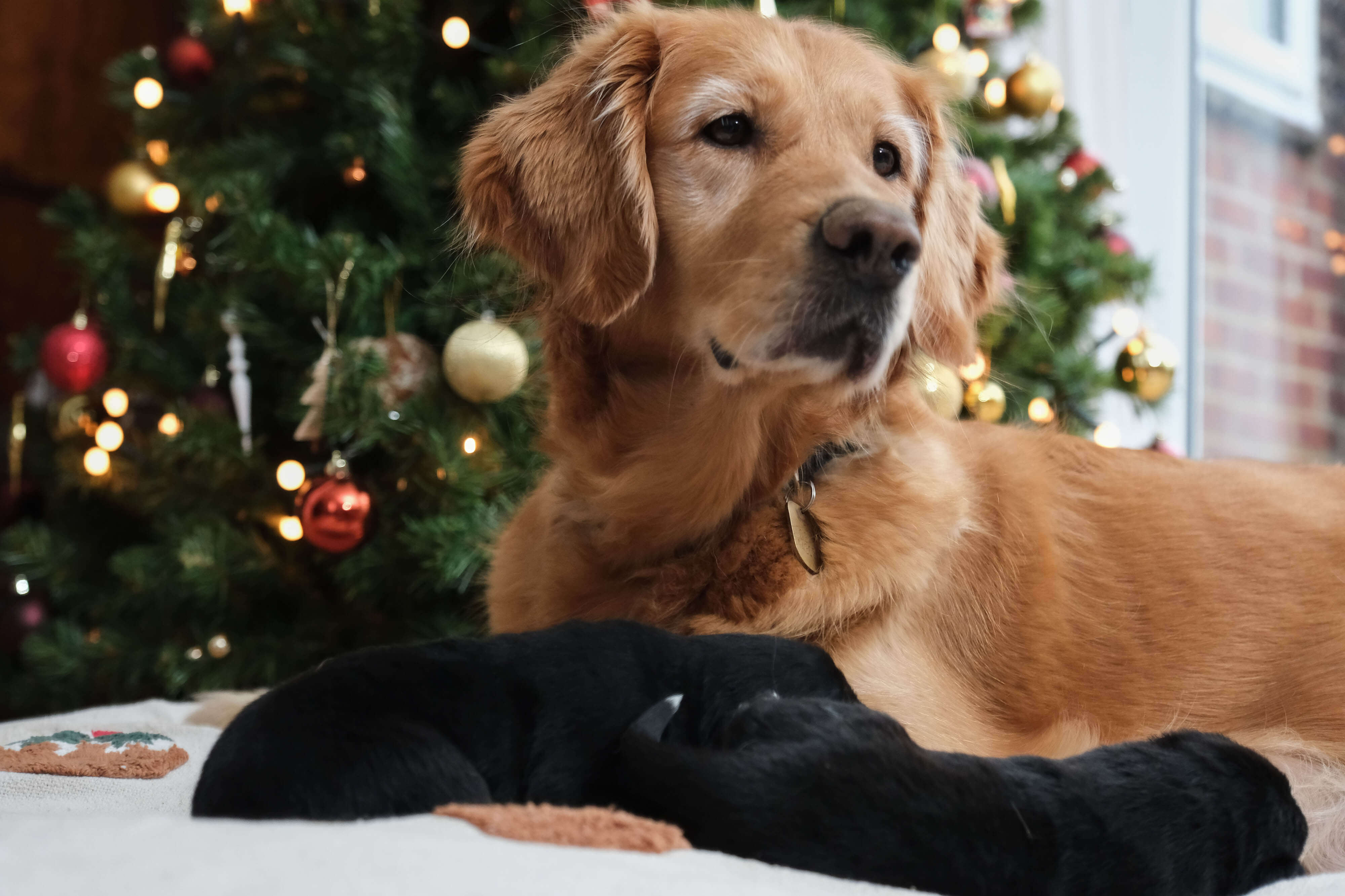 At close-up of golden retriever Puds with two of her black puppies resting in front of her. A Christmas tree is visible in the background. 