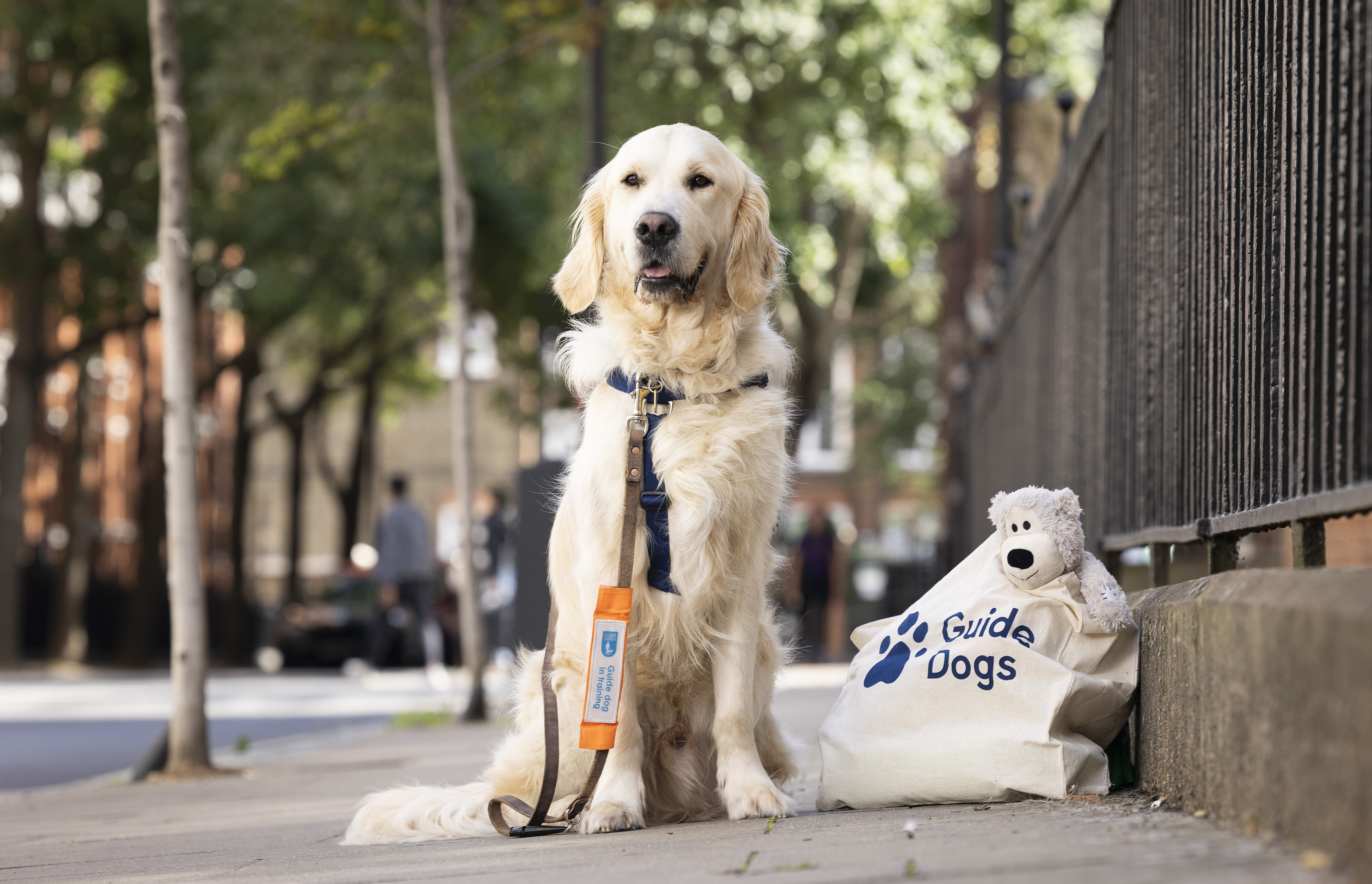 Golden retriever Ron sit on the pavement next to a Guide Dogs tote bag which has a grey teddy bear peeking out.