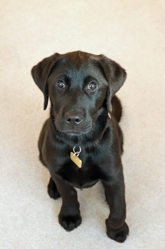 A young black puppy sits on a cream carpet and looks up at the camera. The puppy is a black Labrador crossed with a golden retriever.