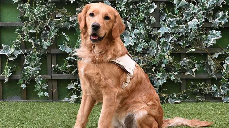 Buddy dog, Molly, sitting proudly in a garden