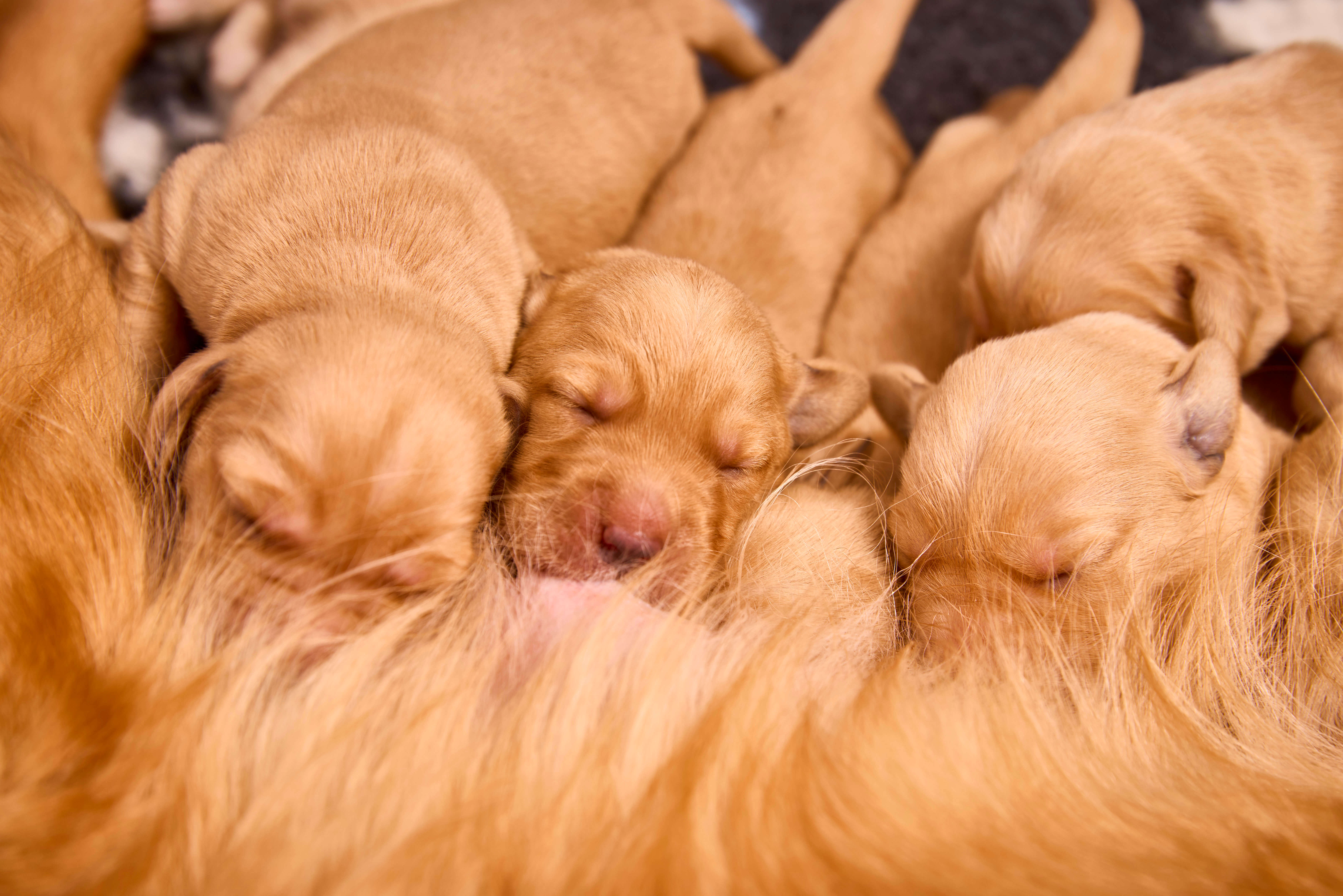 A close-up of five one-week-old pups feeding from mum