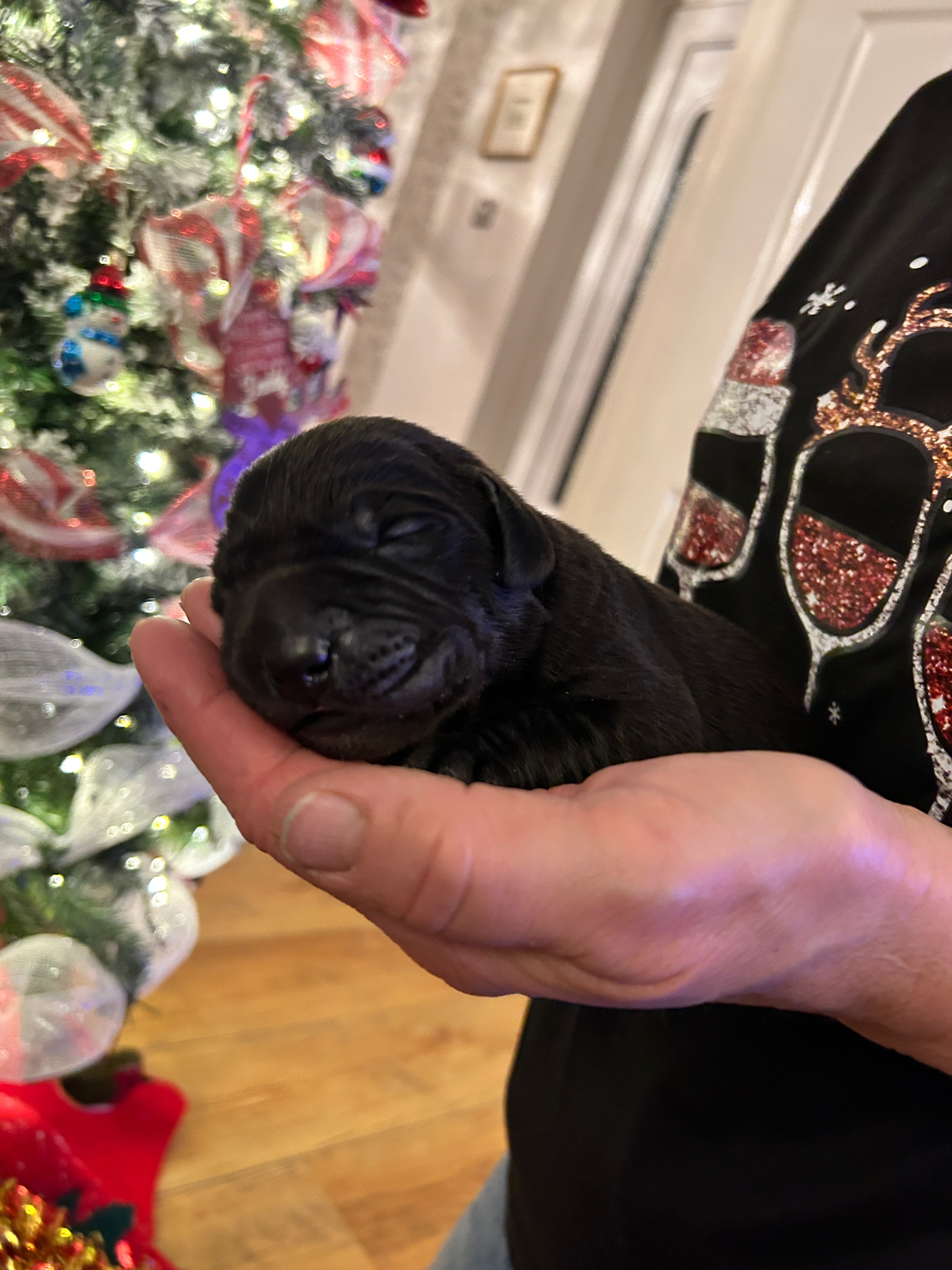 A newborn black labrador guide dog puppy, who was born on Christmas Day, is held by a volunteer. The puppy fits in the palm of her hand. In the background there is a Christmas tree and the volunteer wears a sparkly Christmas jumper.