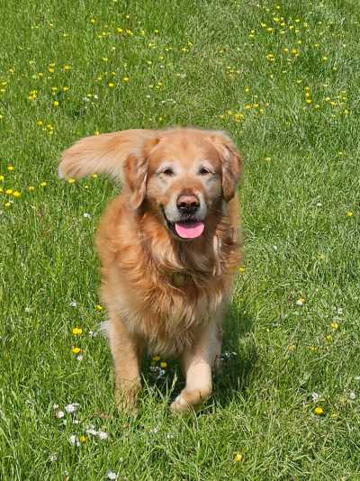 Golden retriever Zeb trots towards the camera with his tongue out, running through a field of grass, daisies and buttercups.