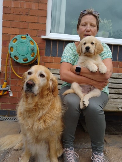 George is held in his puppy raiser's arms on a bench outside while an adult golden retriever sits beside them on the floor.