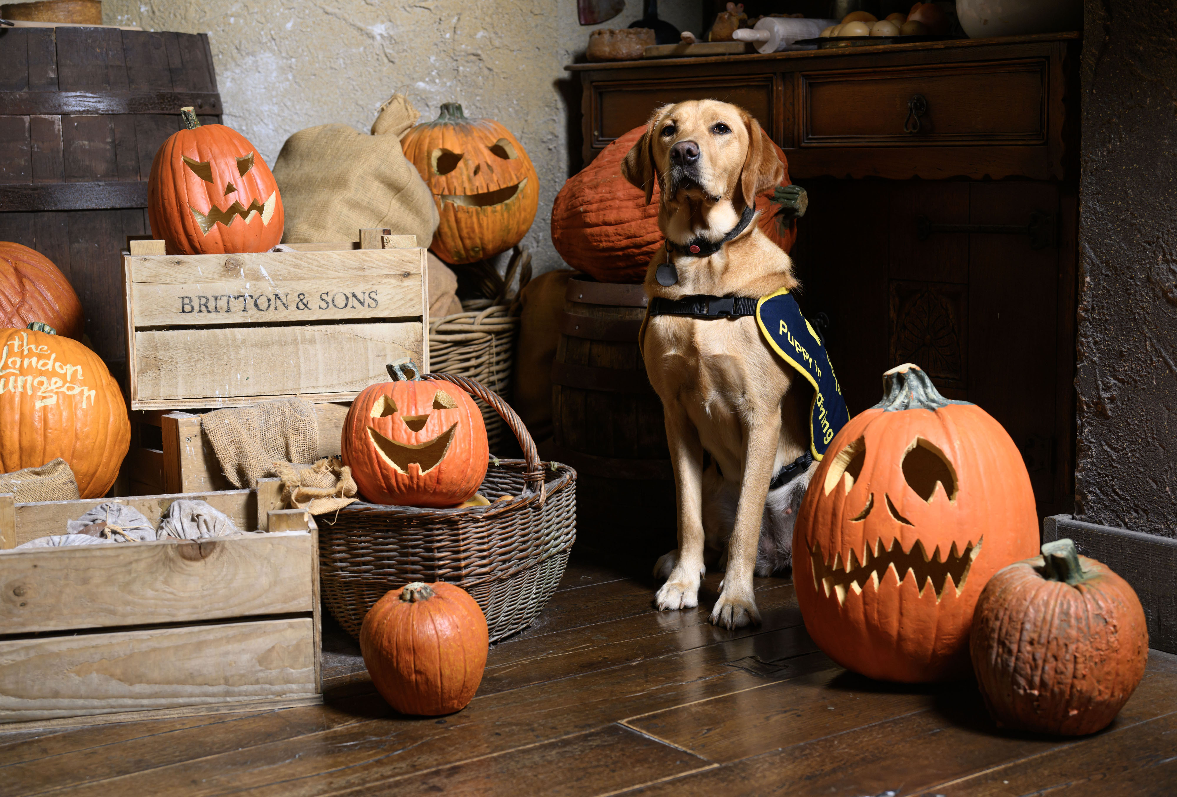 Puppy halloween discount