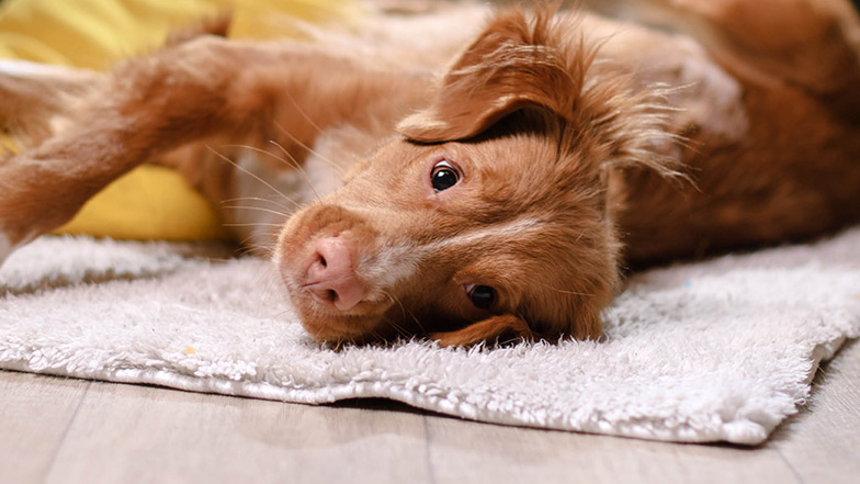 Dog lying on a rug looking at the camera