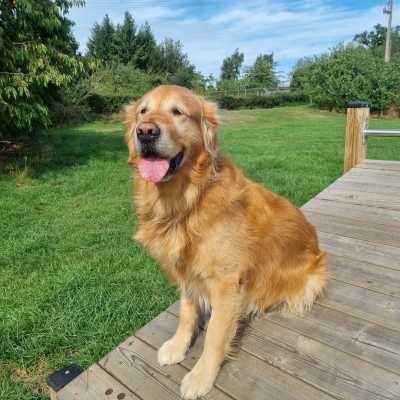 Golden retriever Zeb sits on some decking in a large field and looks at the camera with his tongue out