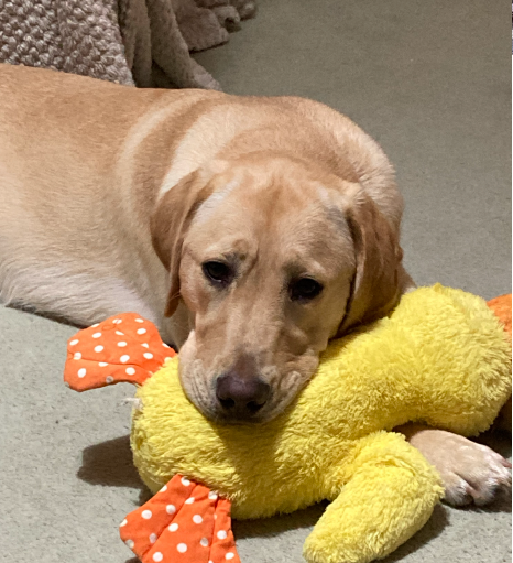 Carol, a yellow Labrador, lays on the floor with a giant soft toy duck in her mouth.