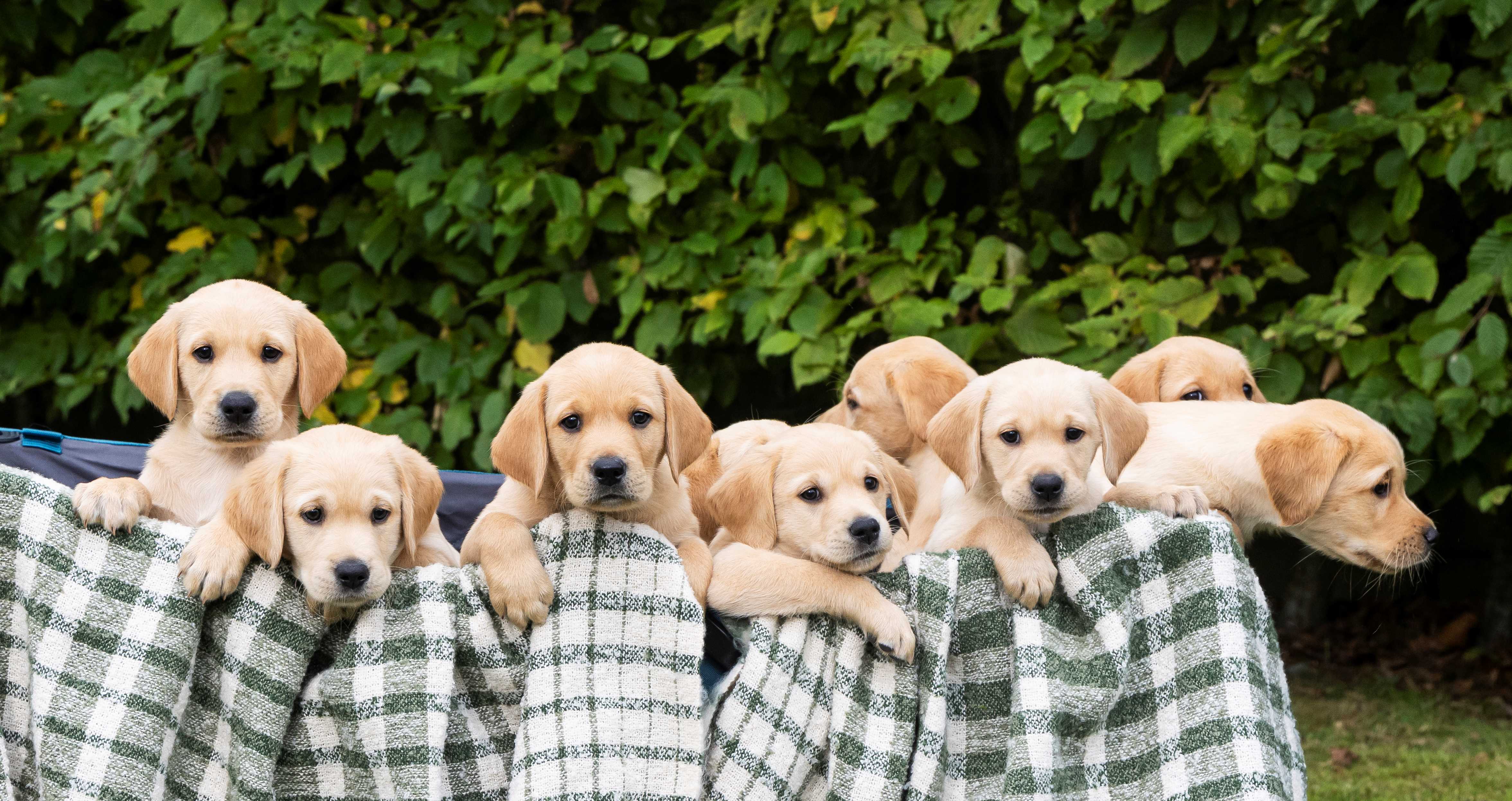 Eight of the yellow pups peek out from the top of a fabric basket lined with green and white blankets