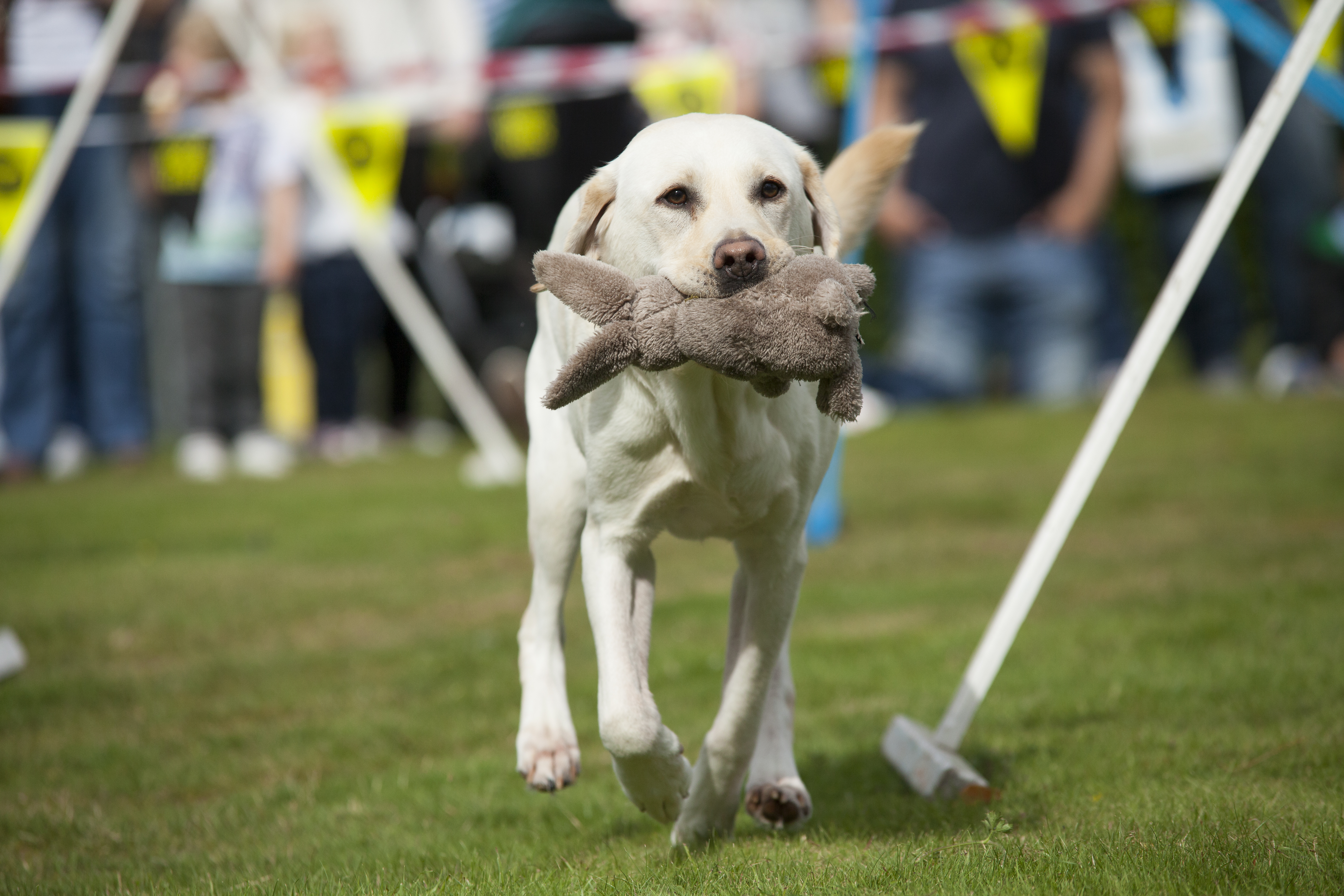 A yellow labrador trots through a field with a toy rabbit in its mouth.