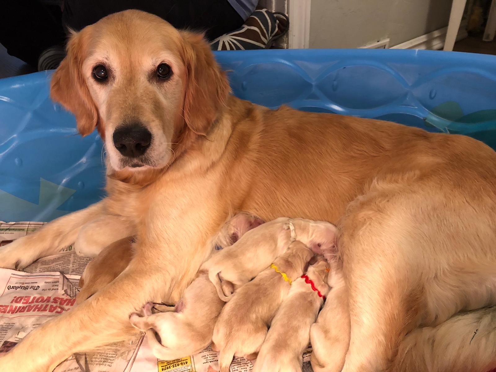 A litter born from guide dog dad Ollie. A golden retriever mum looks at the camera as at least five new-born puppies snuggle into her.