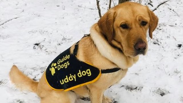 Yellow Lab - golden retriever cross Gucci sits on snowy ground wearing a buddy dog jacket