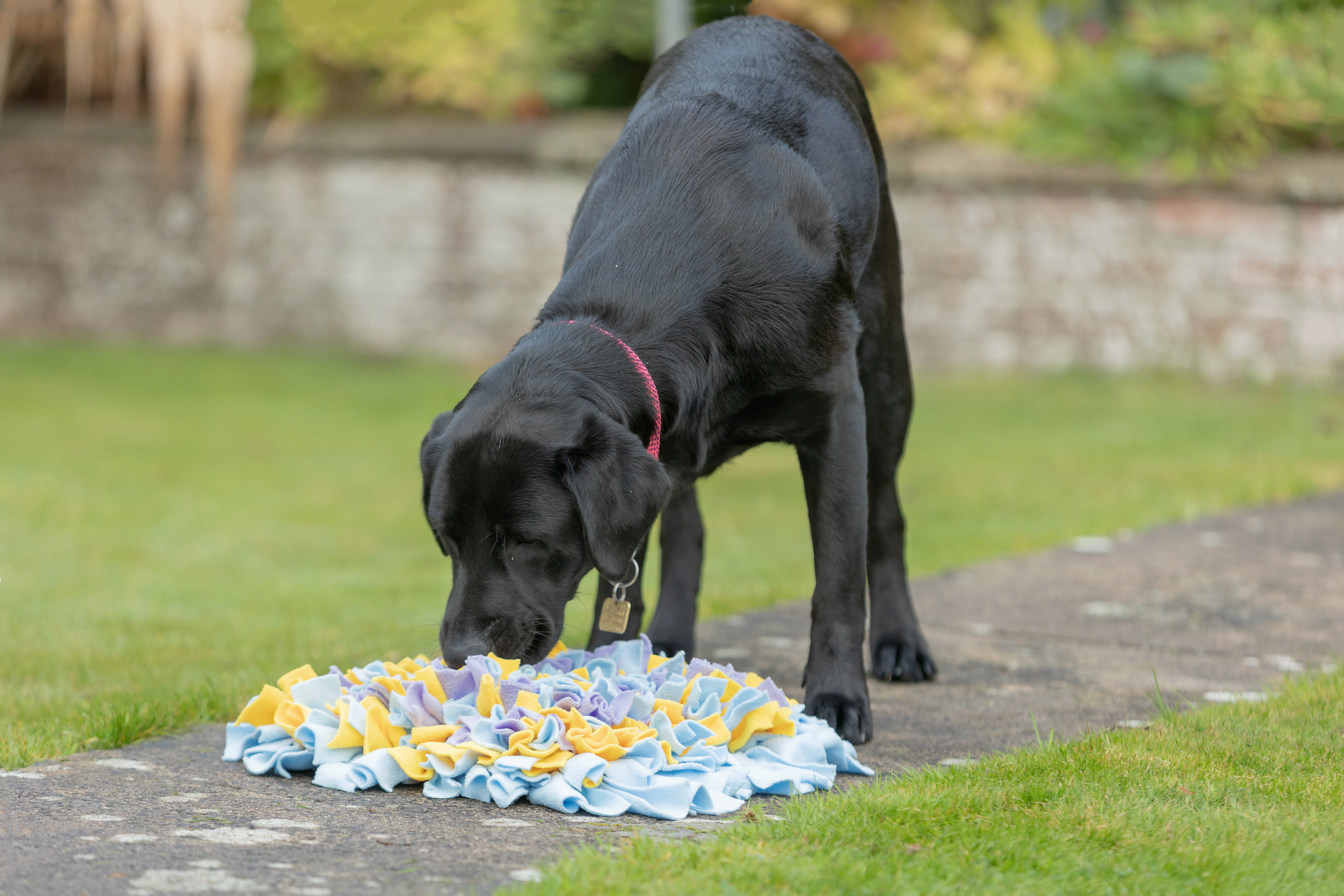 Black Labrador searches for treats in colourful snuffle mat on a garden path