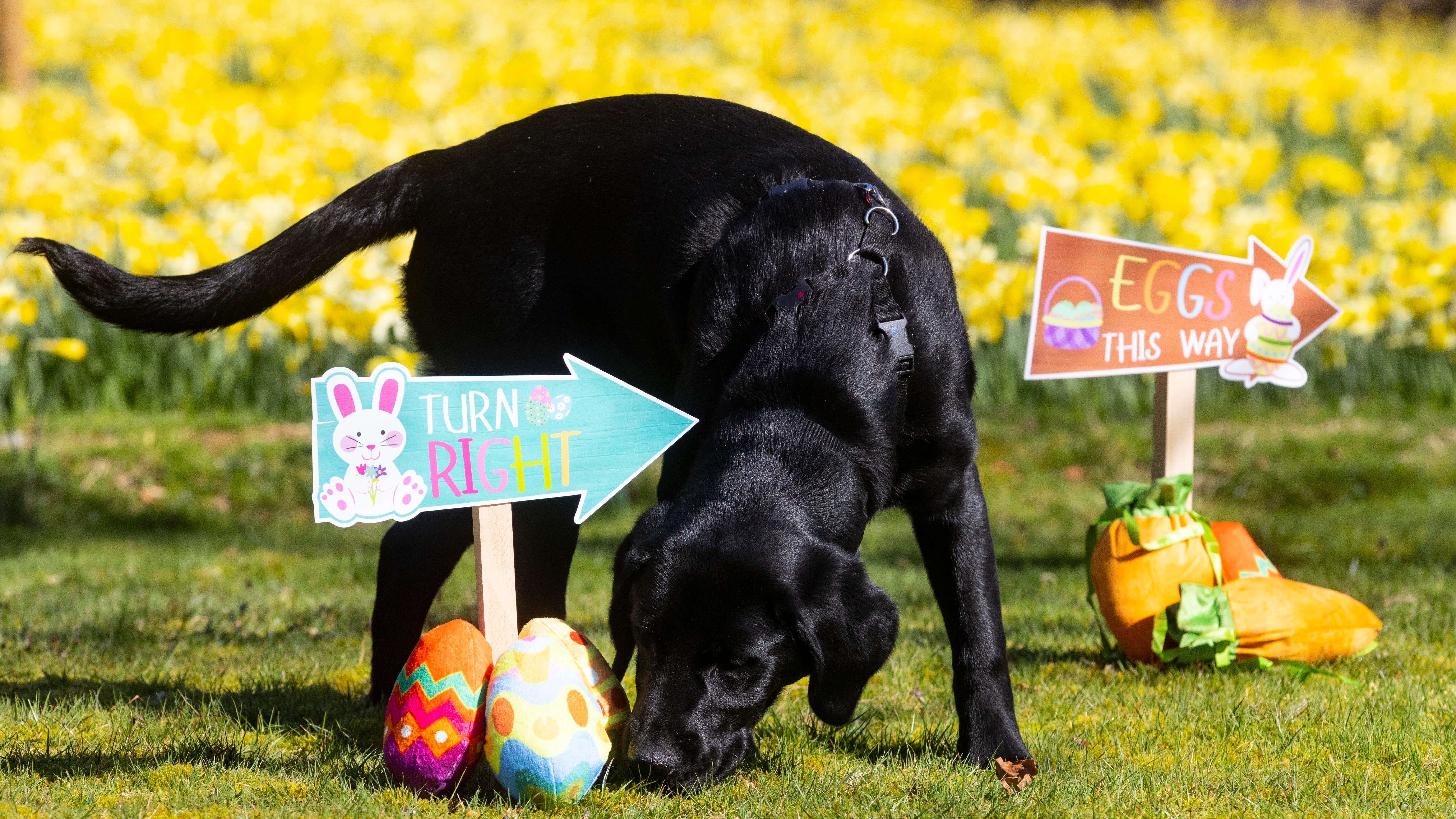 Black Labrador cross guide dog puppy Lukar sniffs around an Easter egg hunt sign which reads 'Turn right' and has a picture of a white bunny. There are cuddly toy eggs at the base. 