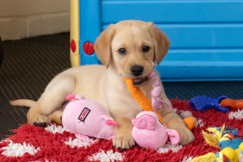 Custard, a yellow golden retriever/Labrador and one of our Sponsor a Puppy recruits, lies on a red and white mat while playing with toys. She has an orange rope hanging out of her mouth as she looks at the camera.