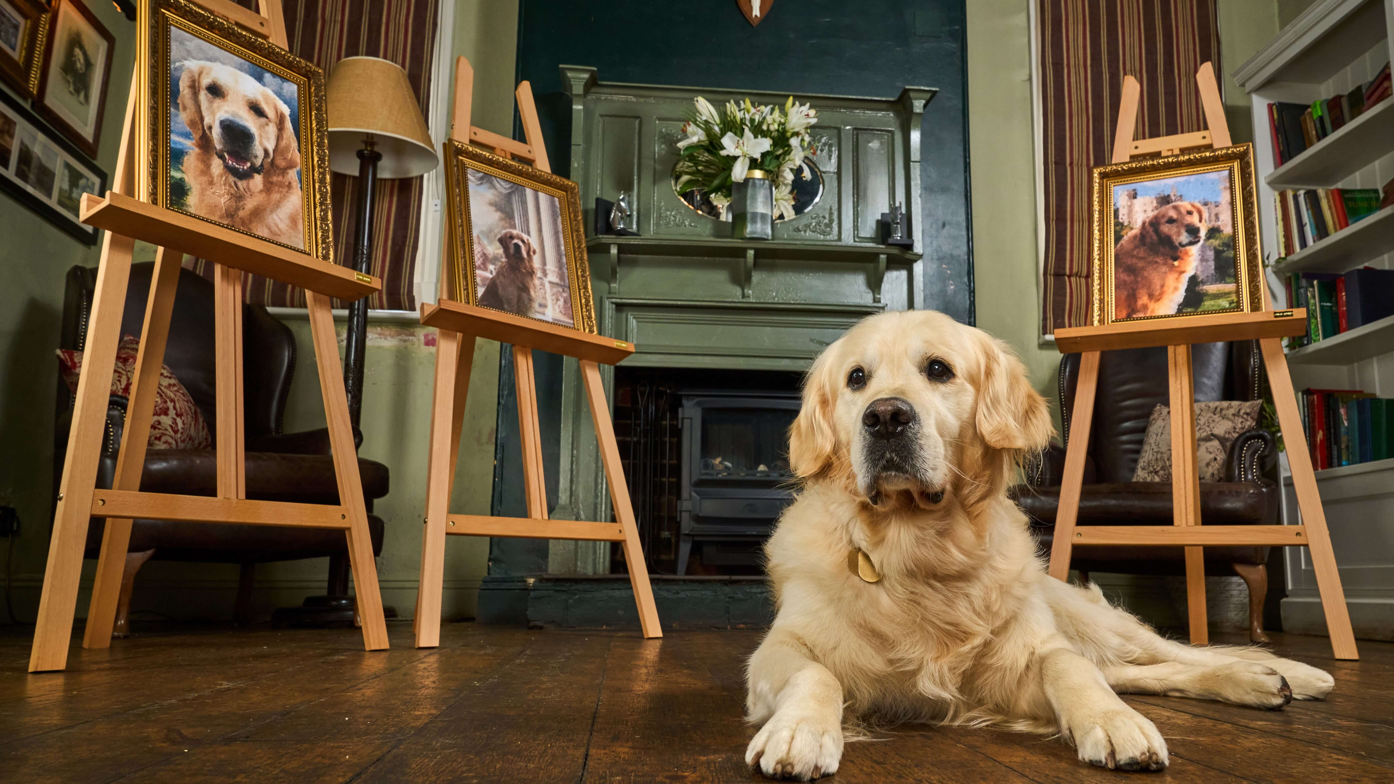 Guide dog dad Pierre, a golden retriever, lays on a wood floor in front of a log burner. He is surrounded by three easels each displaying his golden retriever dad, grandfather and great grandfather,