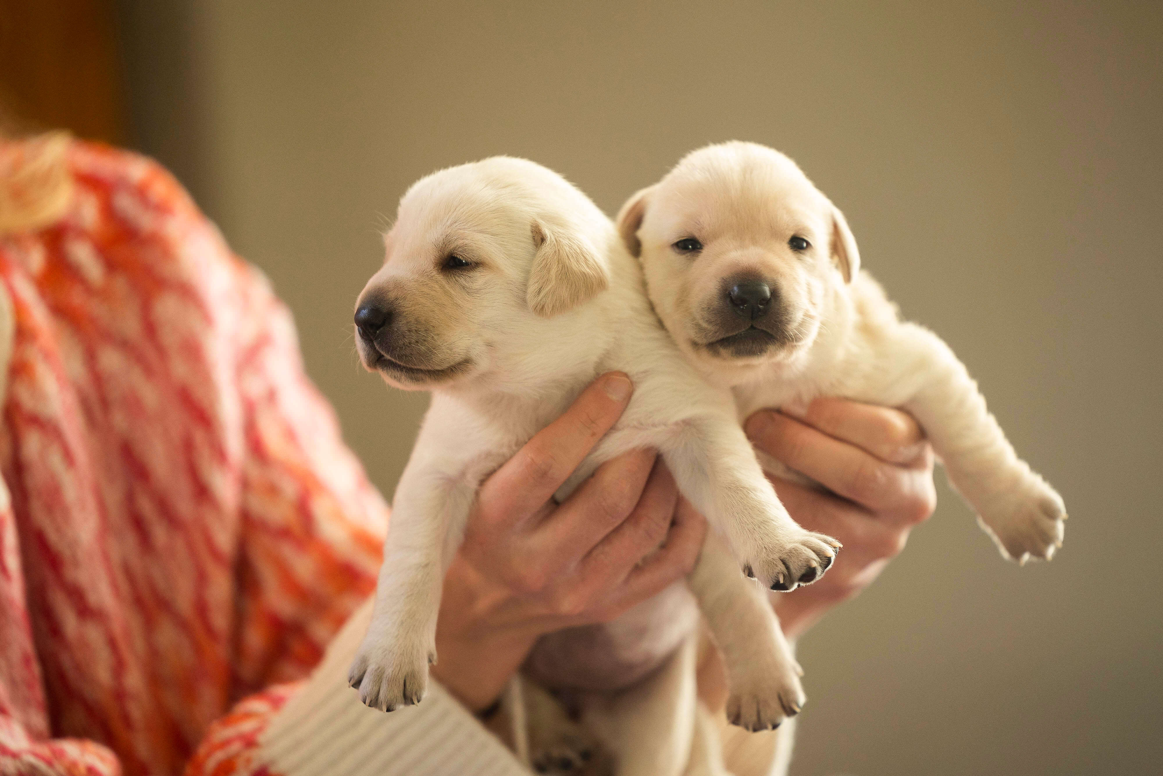 A pair of three-week-old yellow Labrador puppies are held up by woman in orange jumper