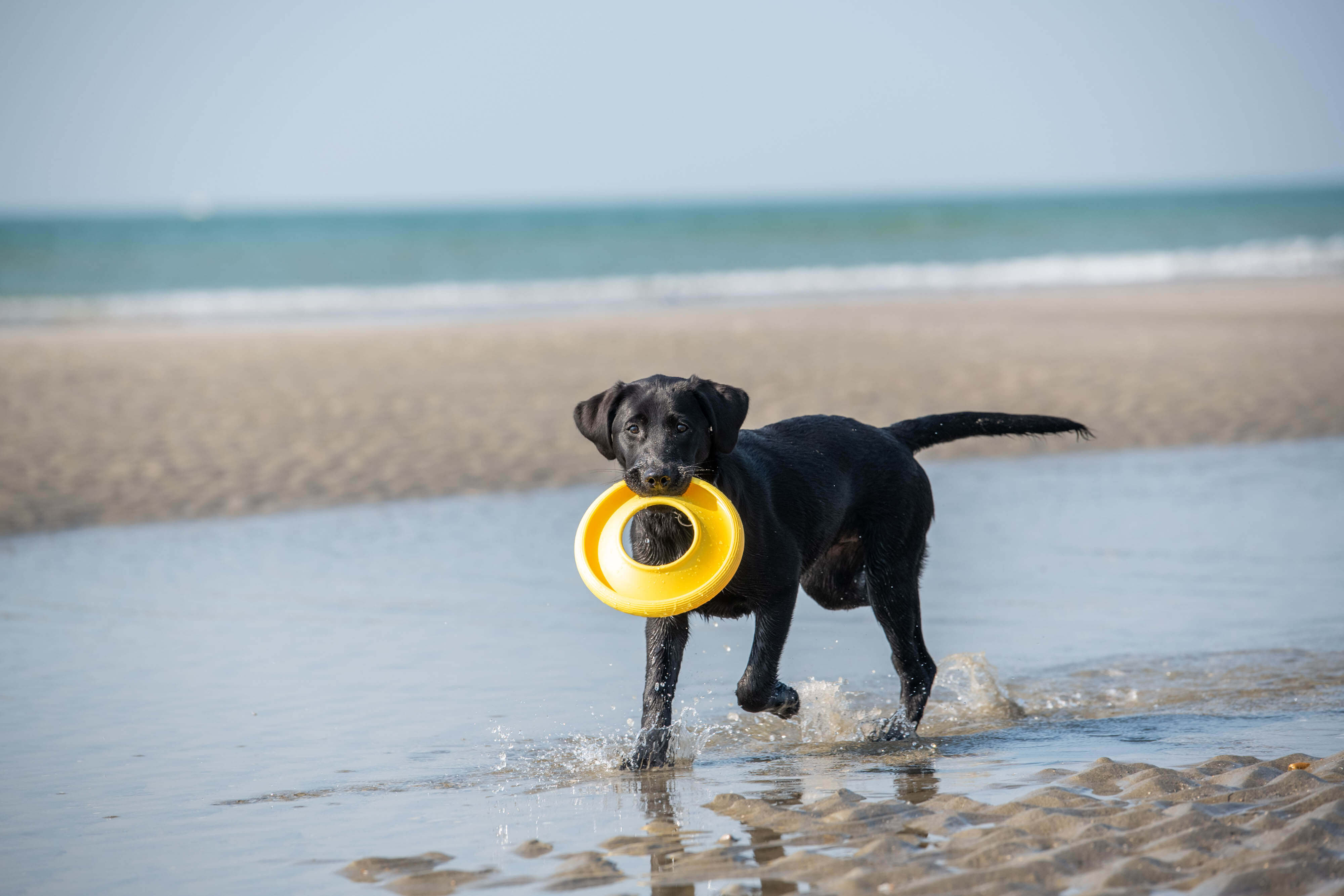 Four-month-old guide dog puppy Kyla, a black Labrador cross, carries a bright yellow frisbee at the beach