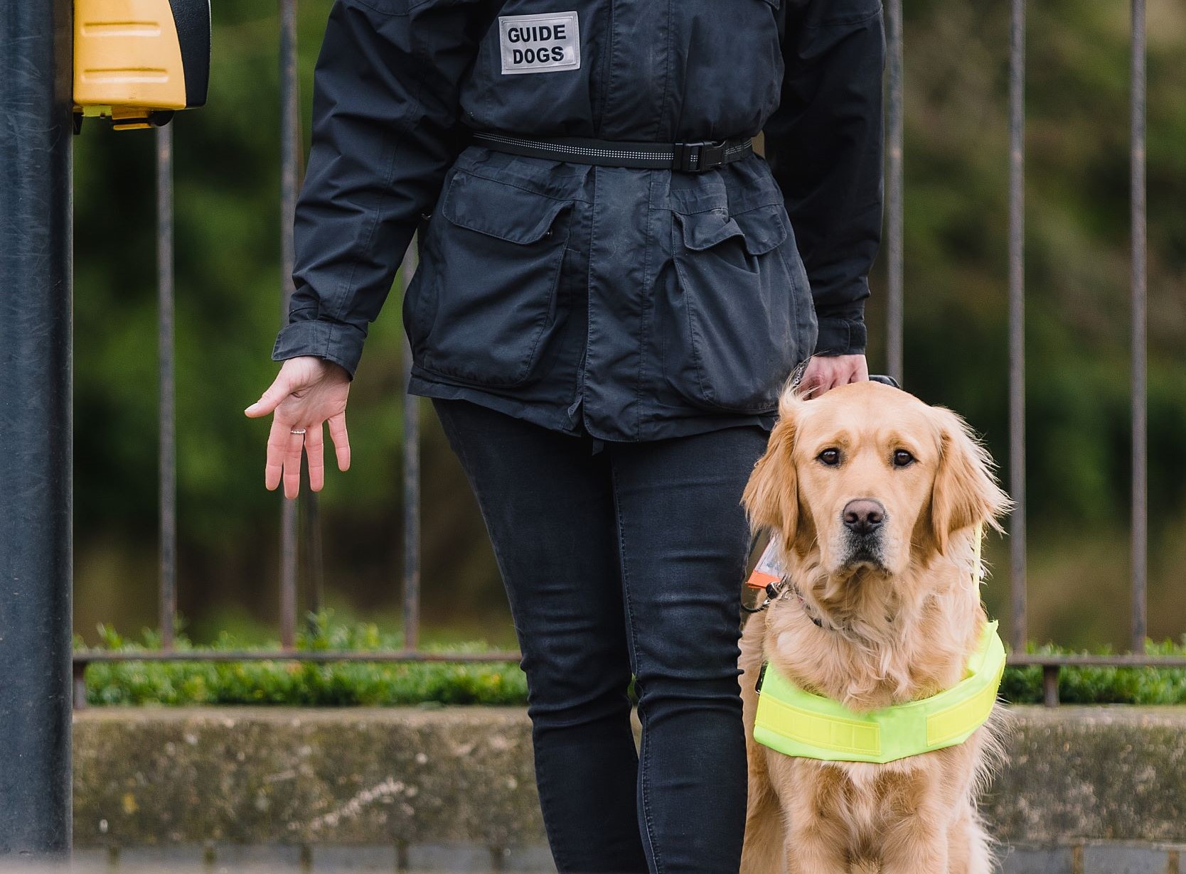 A head on shot of a golden retriever guide dog at a road crossing. The trainer's lower body is pictured next to the dog.